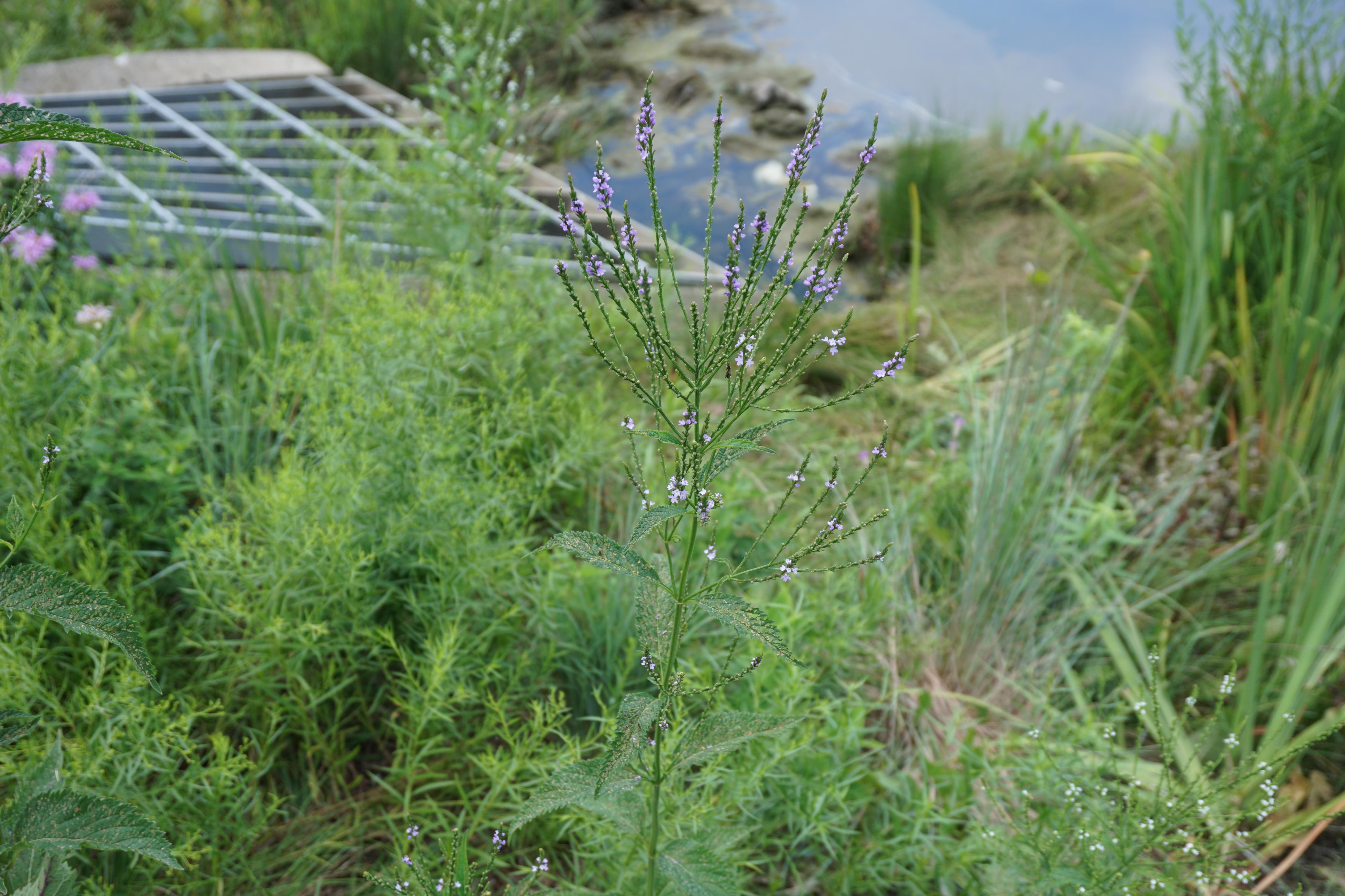 What is this flower? Illinois, Zone 5, July. r/whatsthisplant