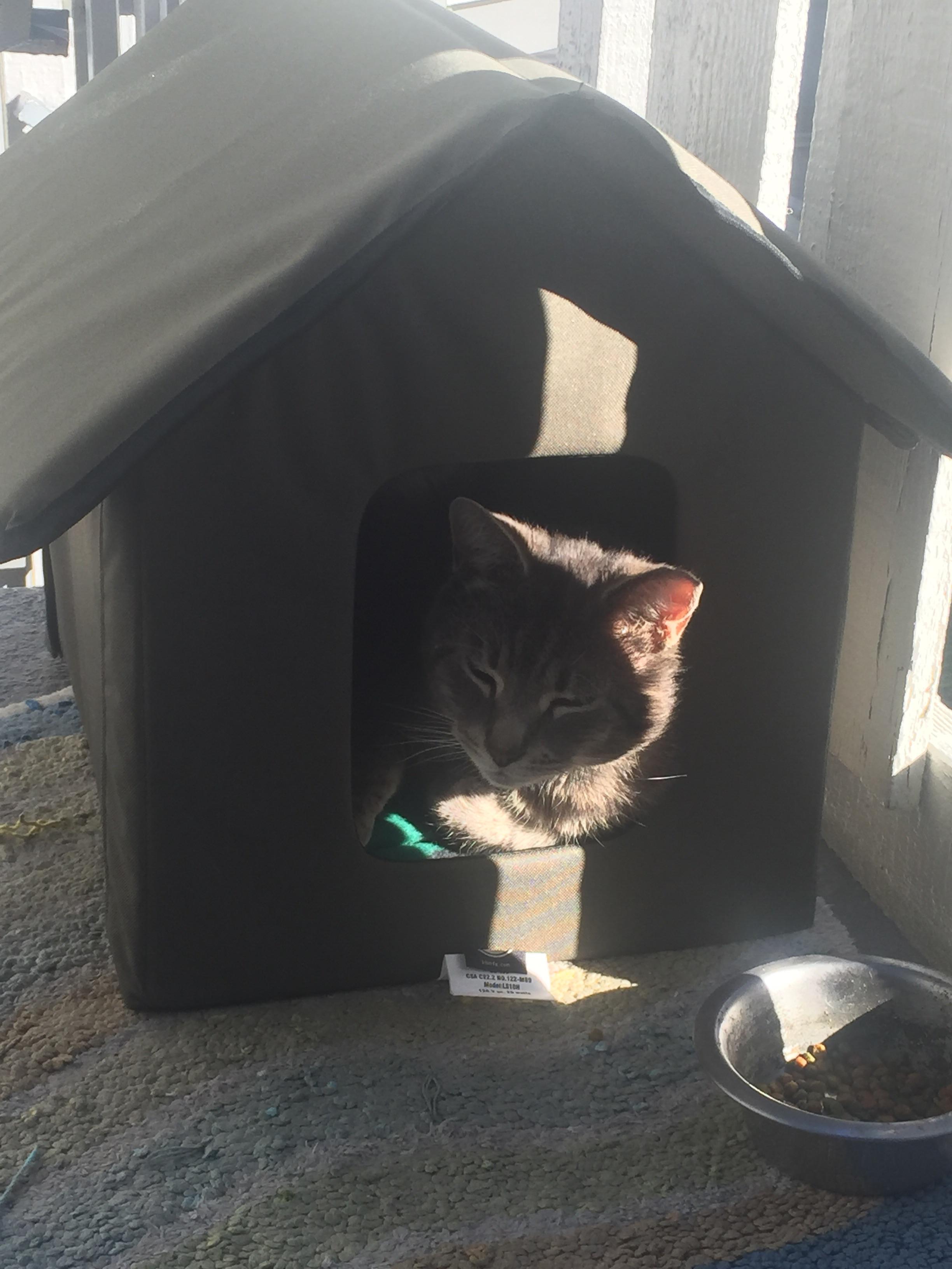 We have a feral cat who comes to eat at our apartment. It