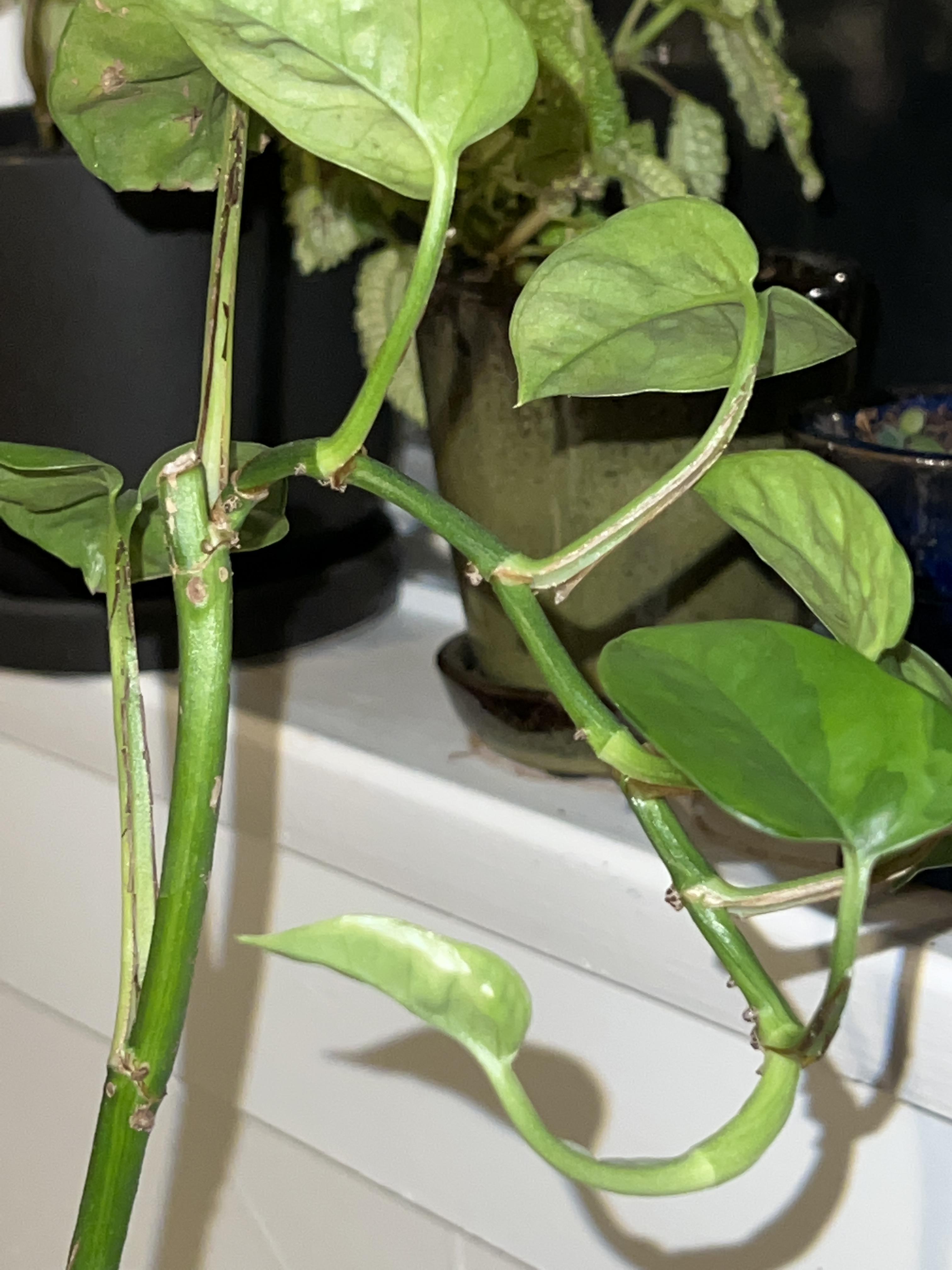 backs of leaf stems on my pothos are splitting open. is this normal