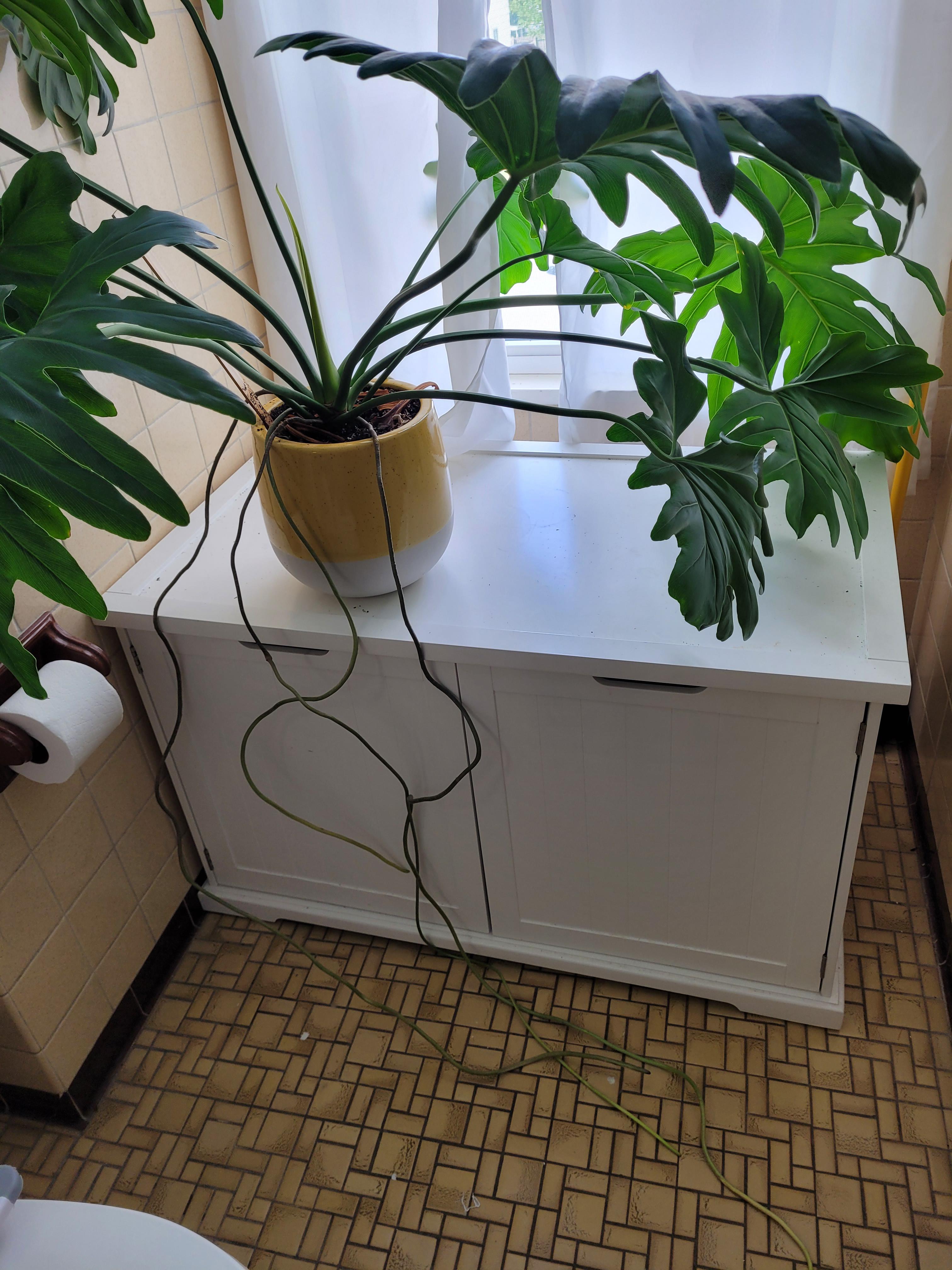 Air roots r/plants
