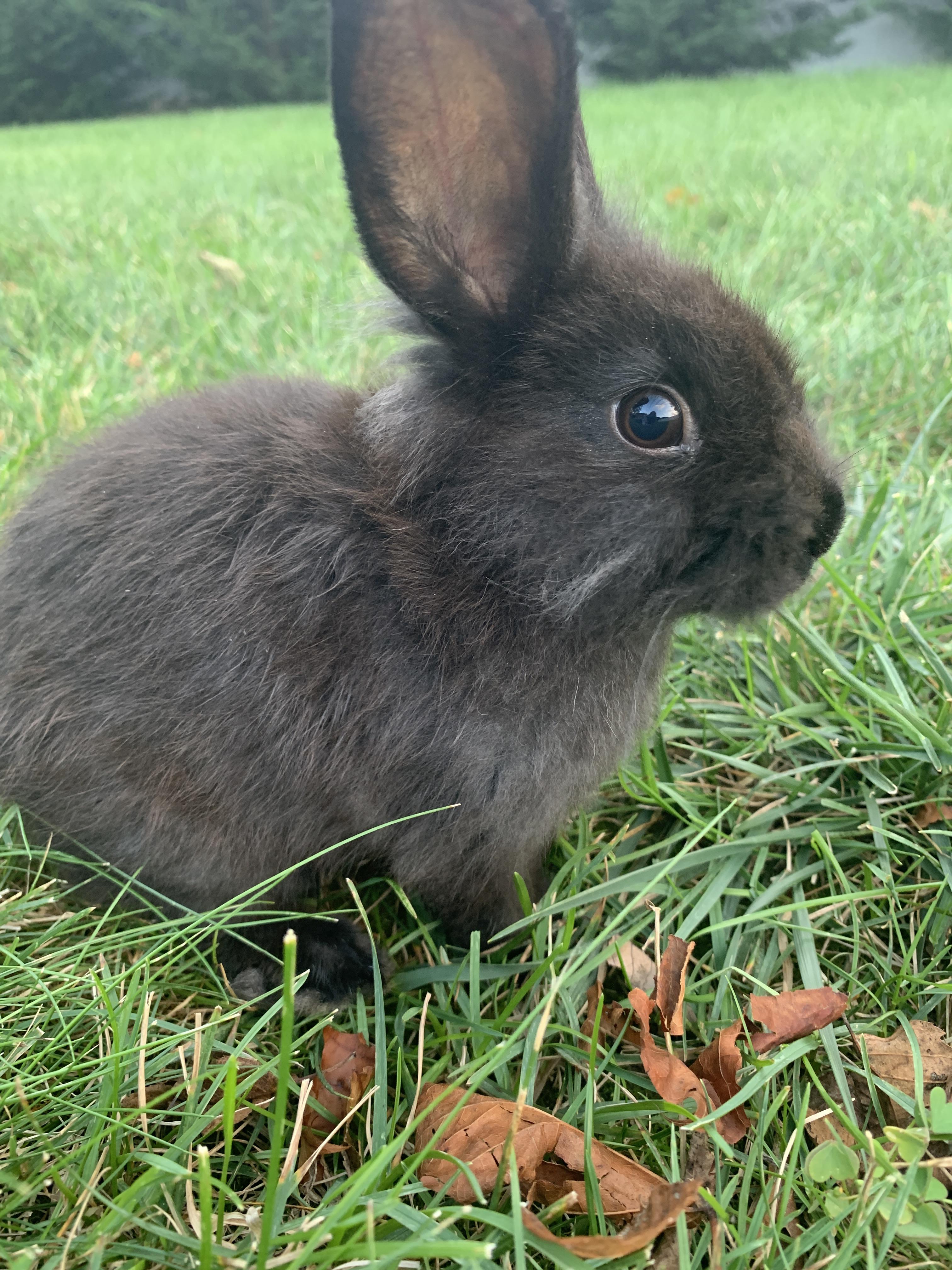 Breed? r/Bunnies
