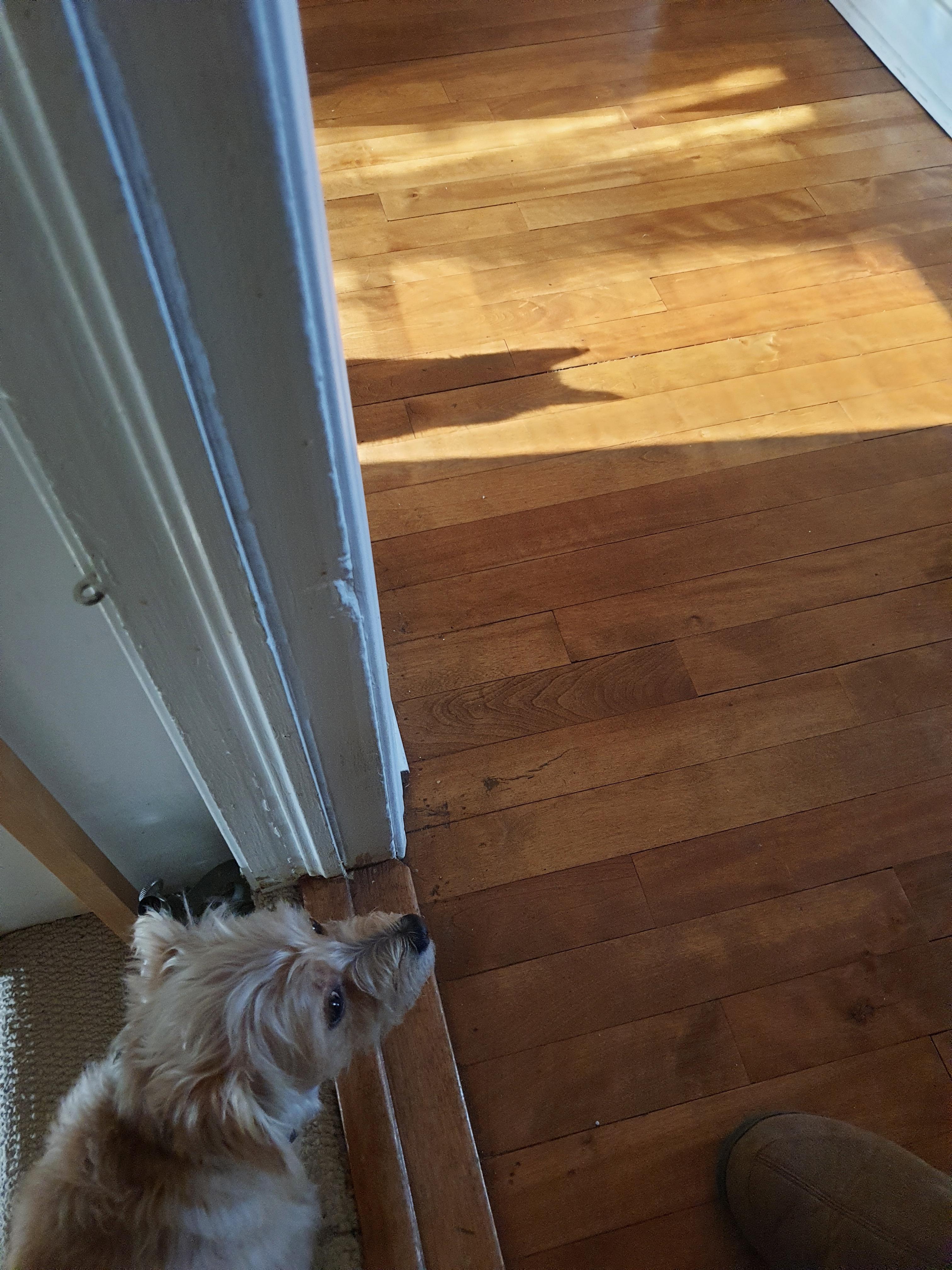 My dog is scared of my cat and won't go up the stairs if