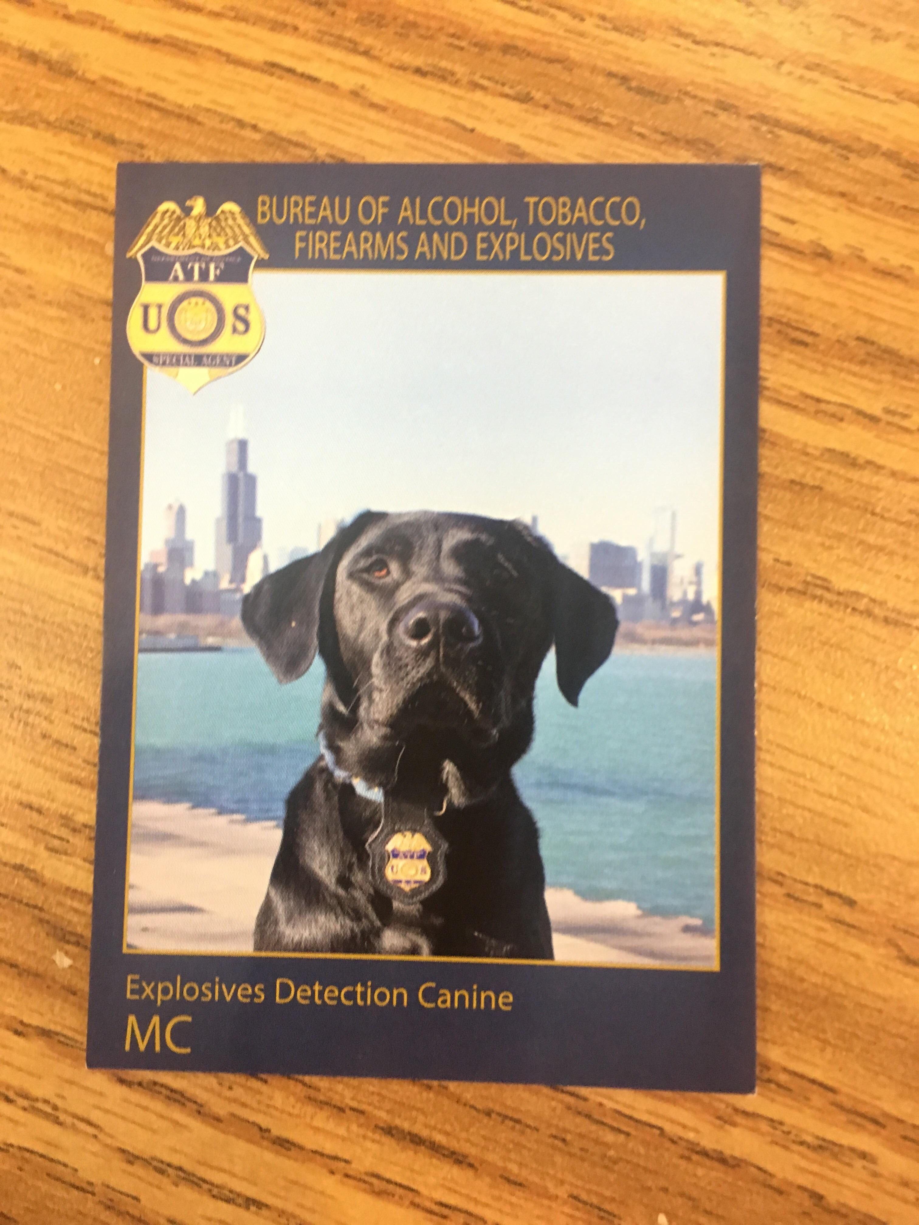 It’s been years since this dog had a fuck to give. ProtectAndServe