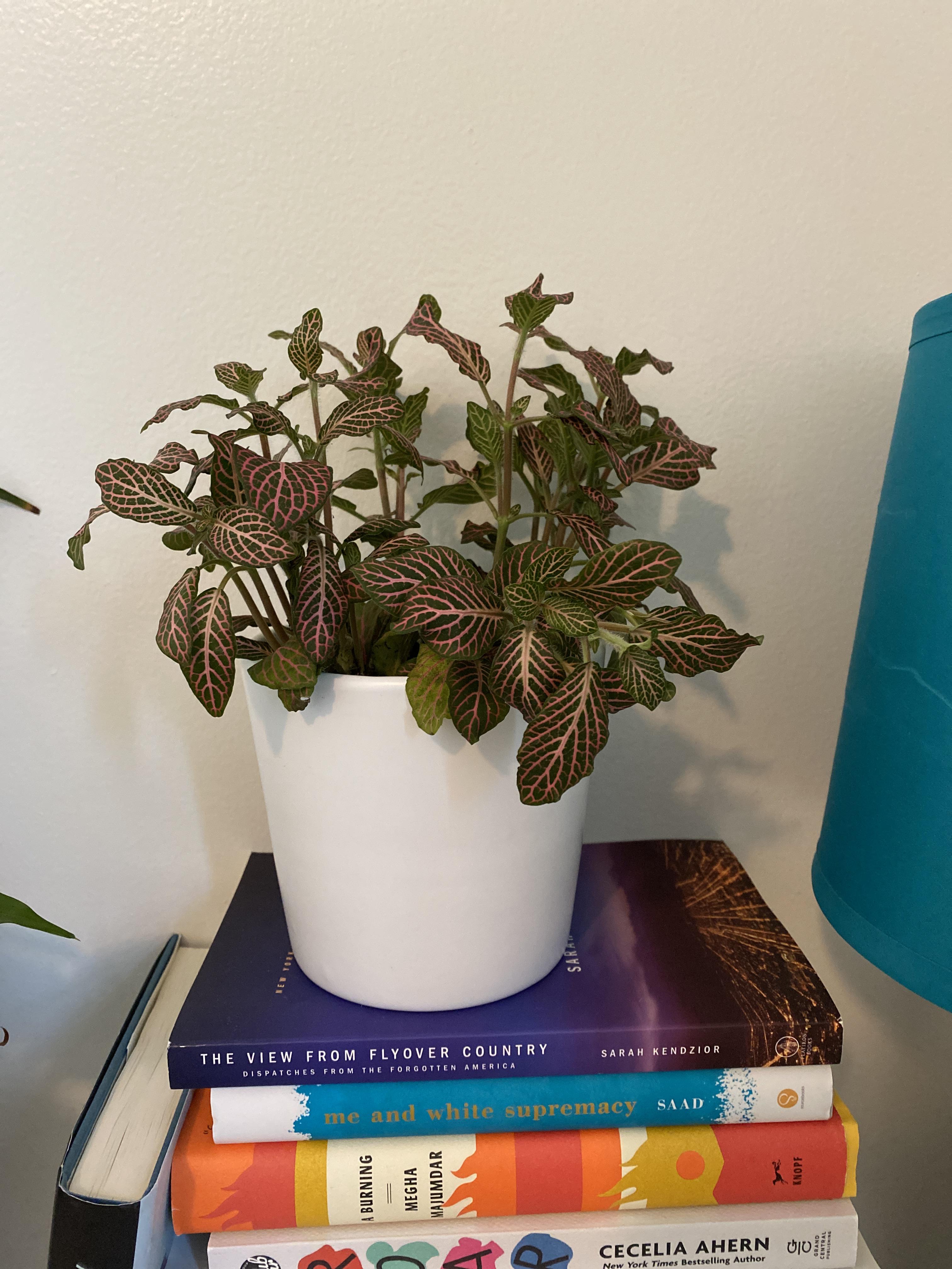 Anyone know why part of my nerve plant collapsed??? r/plantclinic