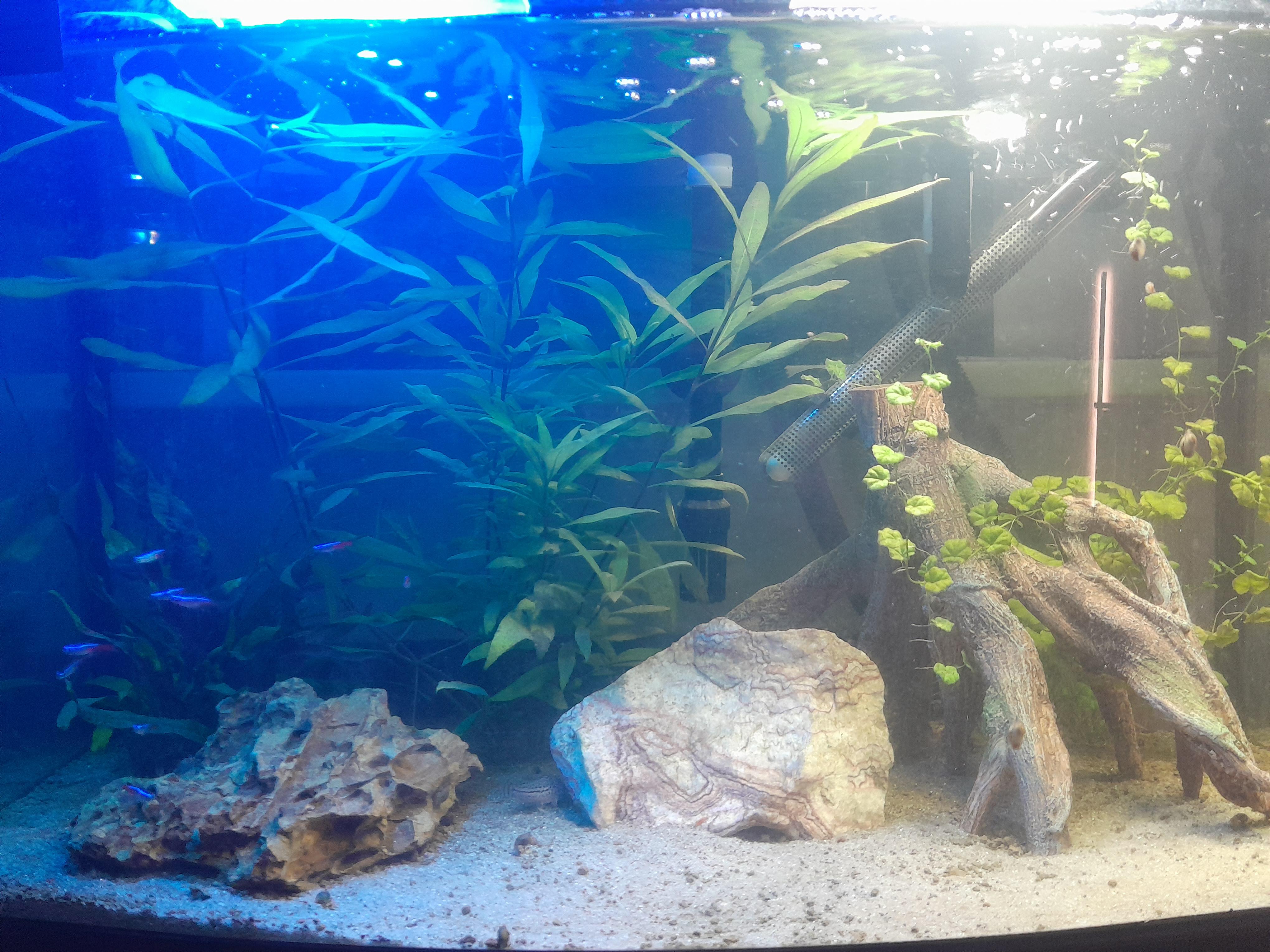 Stocking ideas for a 65 ltr/15gal tank? r/Aquariums