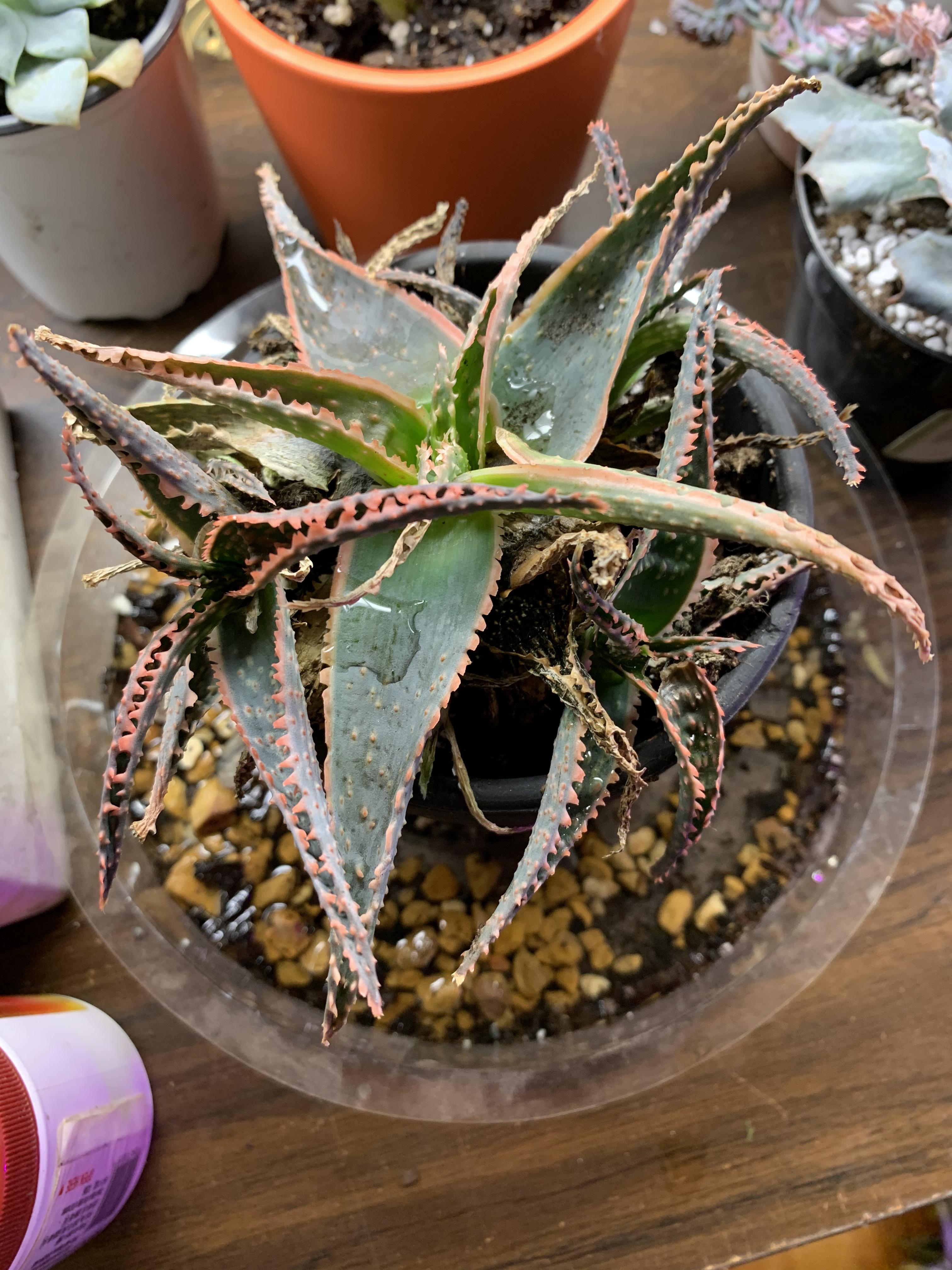 Is my aloe getting too much light? r/succulents