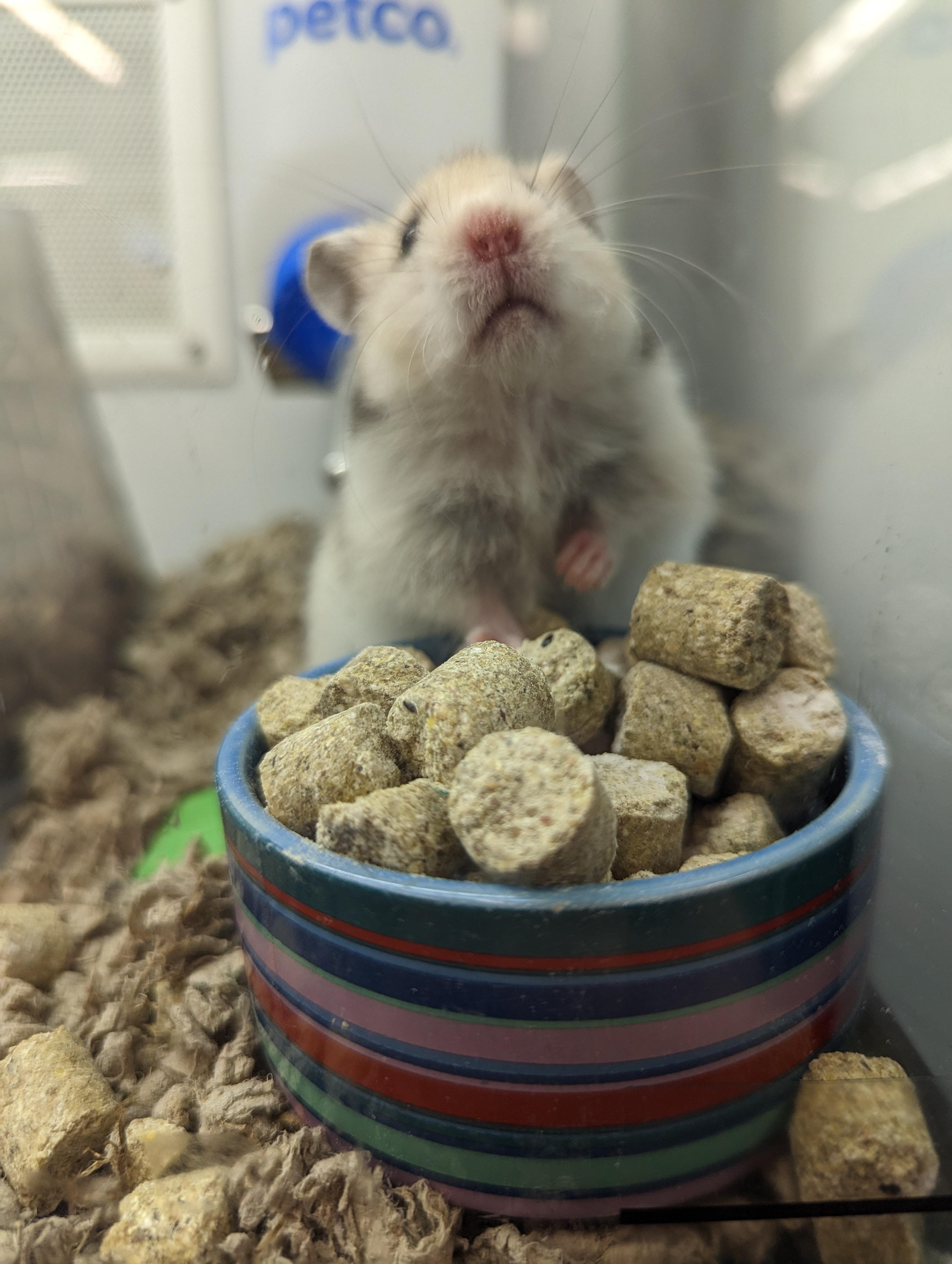 beautiful ham i met at petco (' r/hamsters