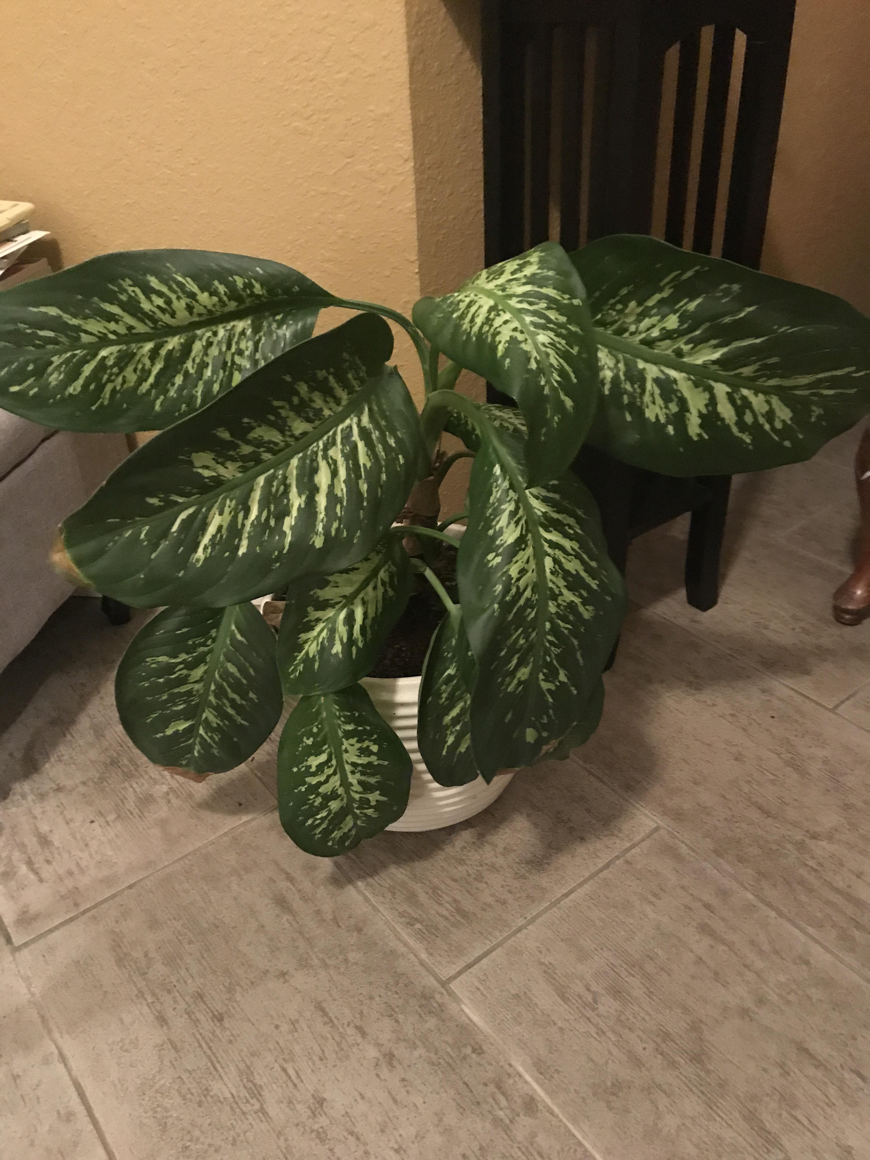 Droopy friend ( help. I re potted and not sure if I’m overwatering or