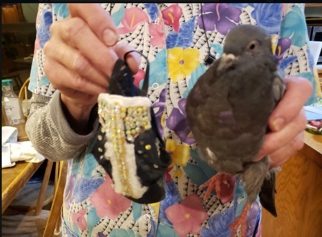 FOUND PIGEON, MARICOPA COUNTY, PHOENIX AZ Looking for the owner of a
