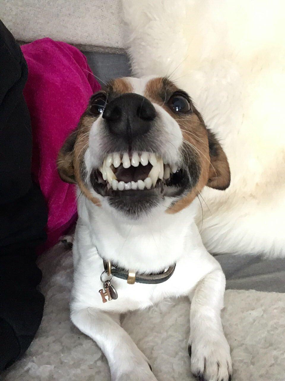 PsBattle dog showing his teeth