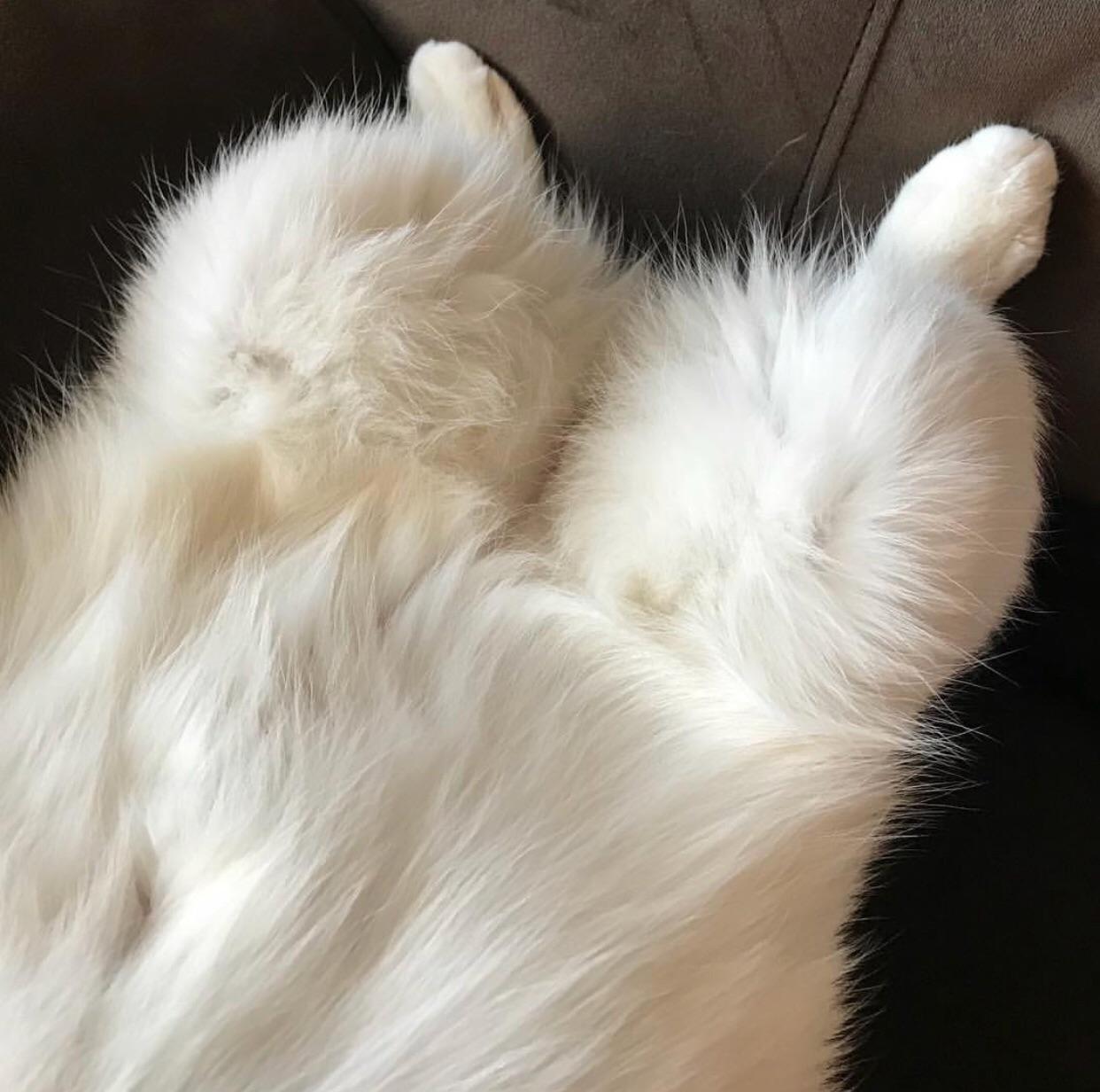 Athena’s fluffy knees. r/cats