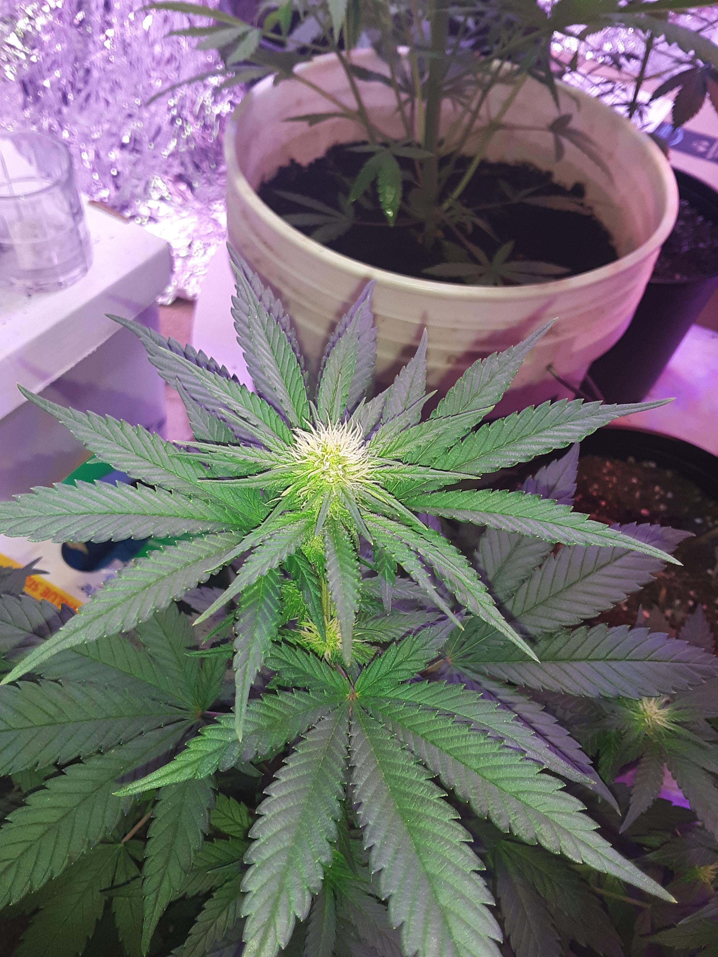 First time growing CBD hemp indoors. Elektra week three of flower. r