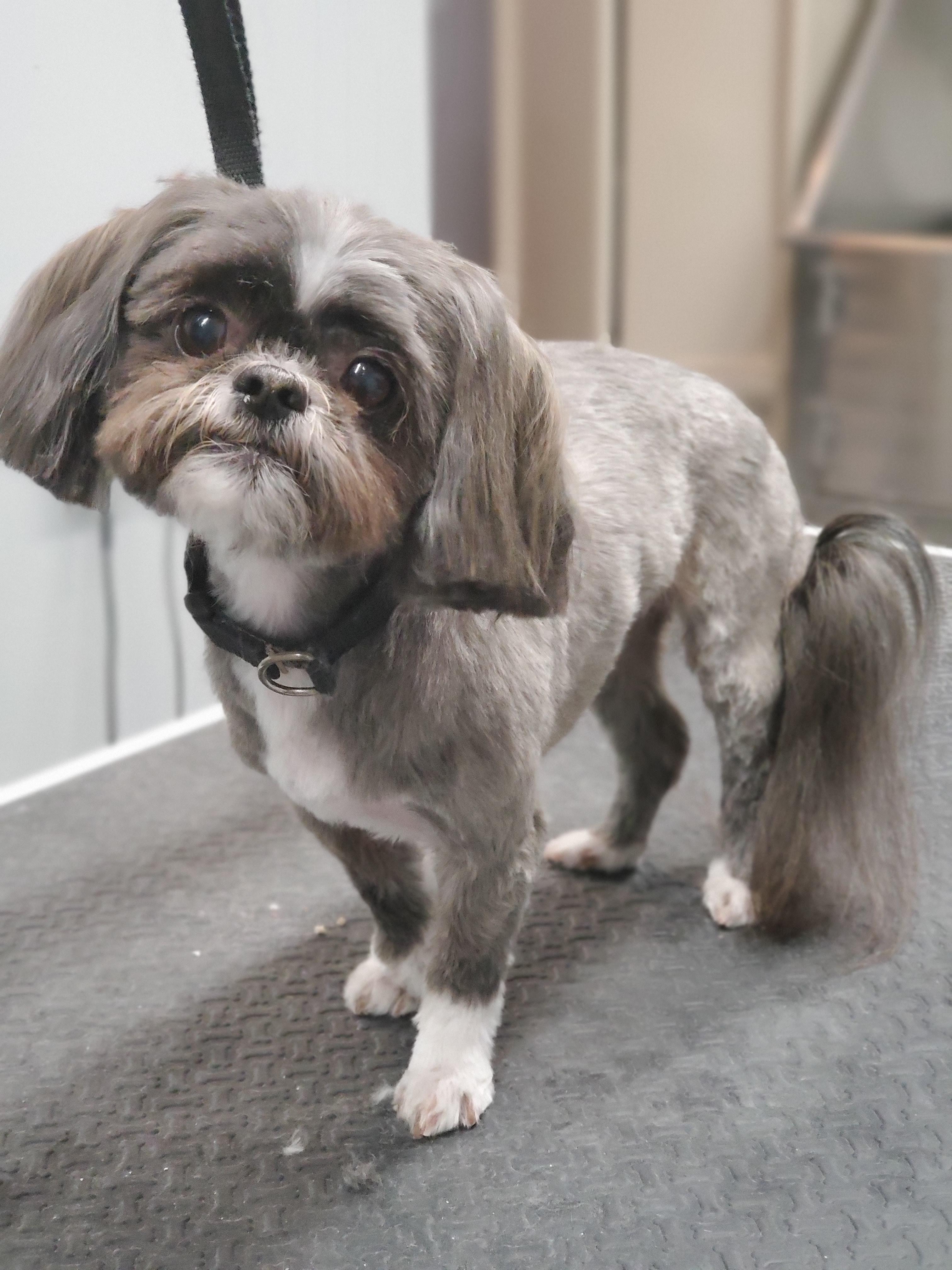 41 Hilarious Funny Dog Grooming Puns Punstoppable 🛑