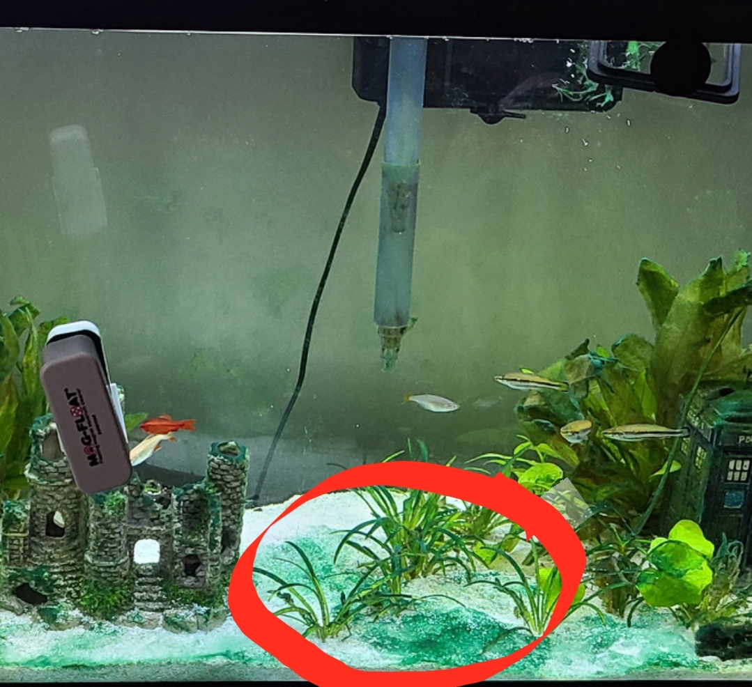 Been trying to fight this algae but it won't go away or be picked up by