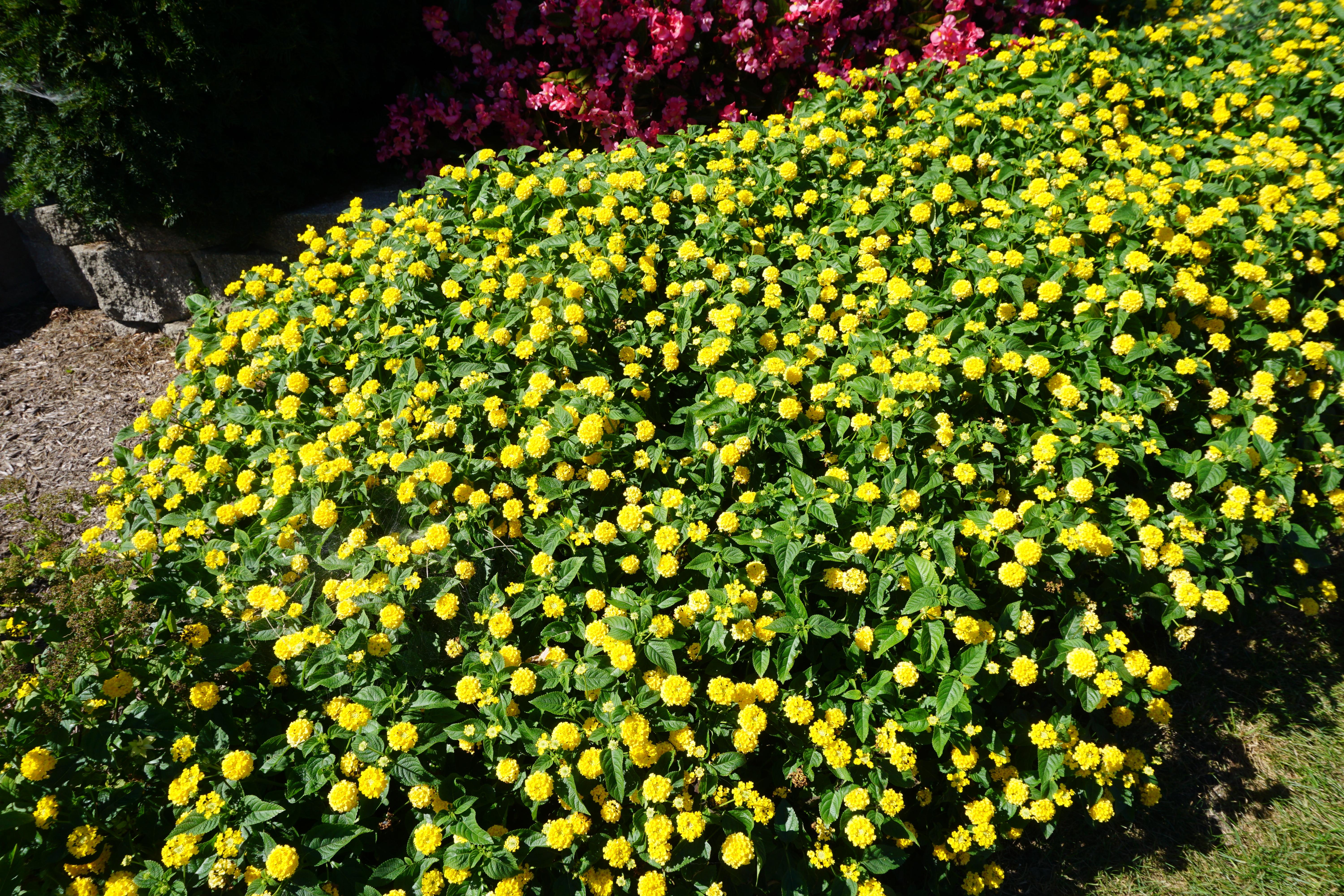 Are these marigolds? Illinois, Zone 5, September r/whatsthisplant