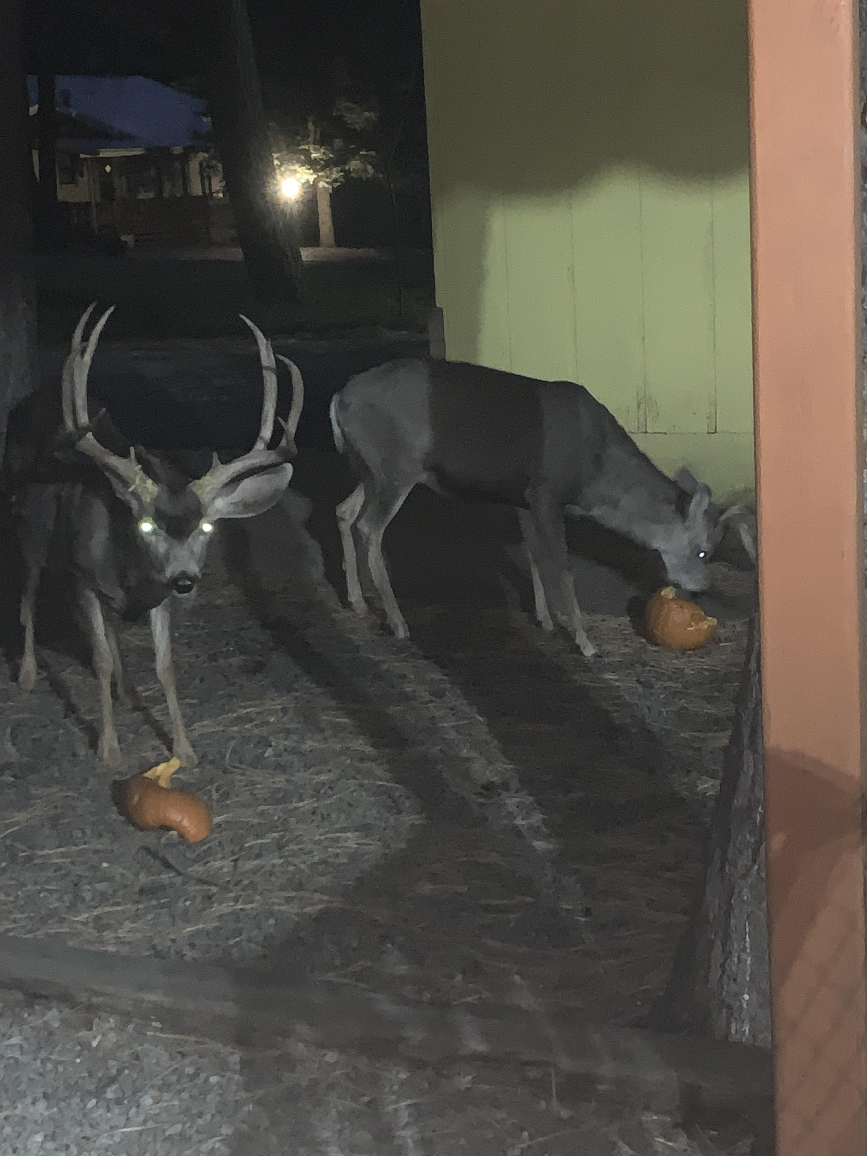 These deer eating our Halloween pumpkins 🎃 r/oddlyterrifying