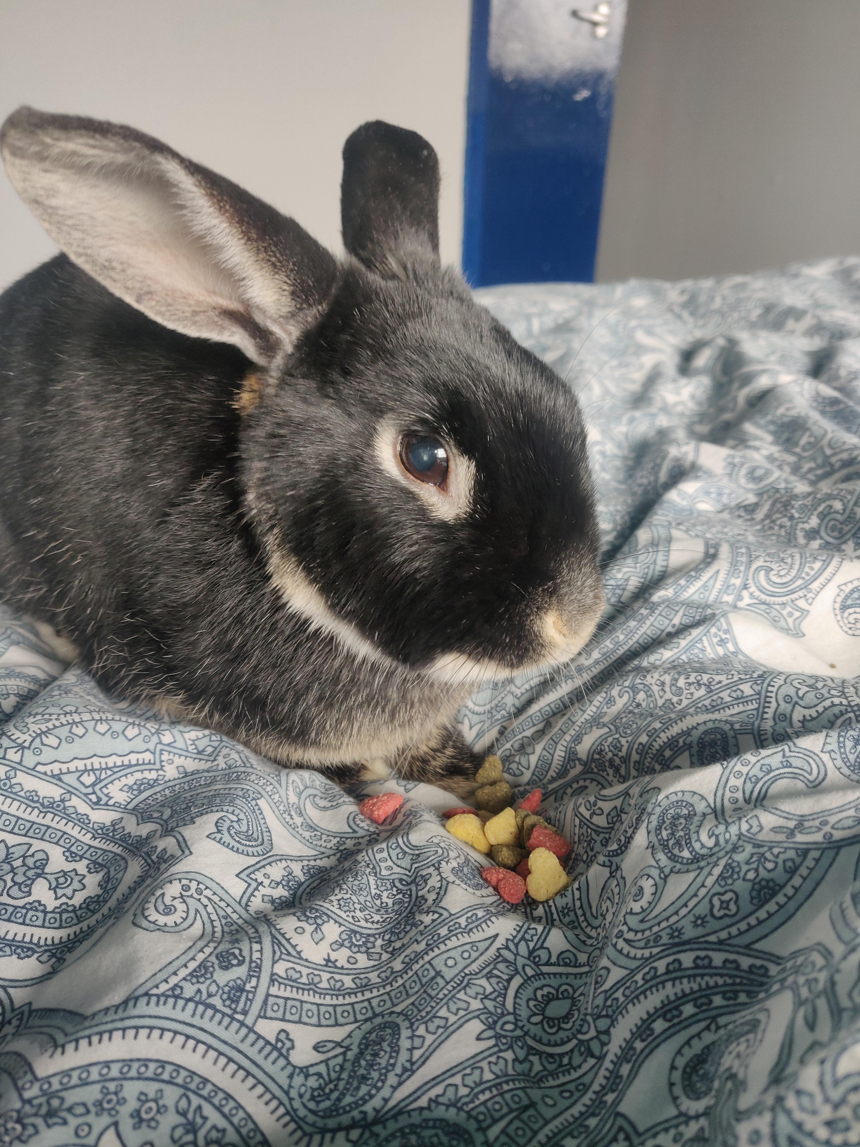 Humans of elderly buns do bunnies eat less as they get older? (Info in