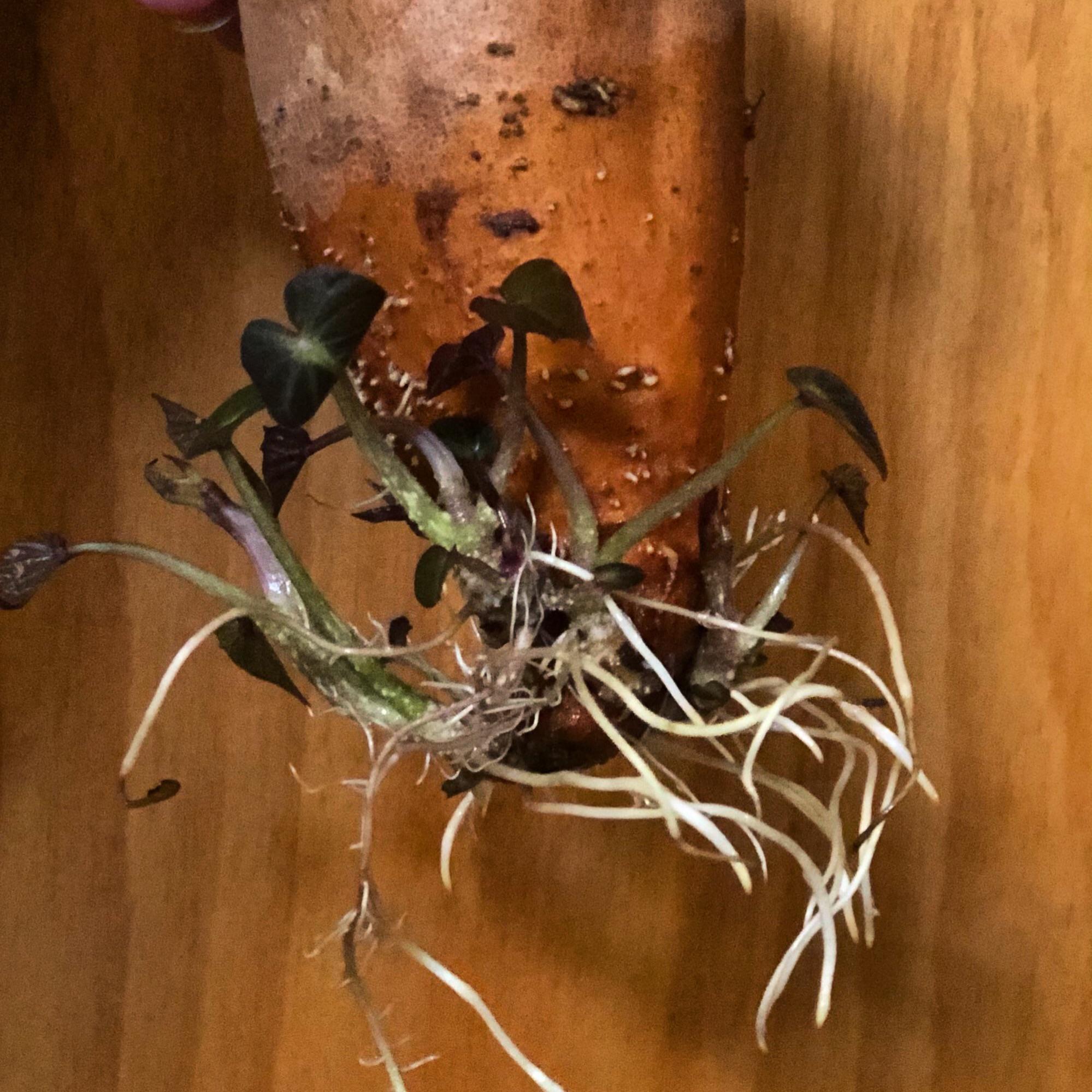 Sweeeet potato!! I am obsessed with my rooting sweet potato plant. It’s
