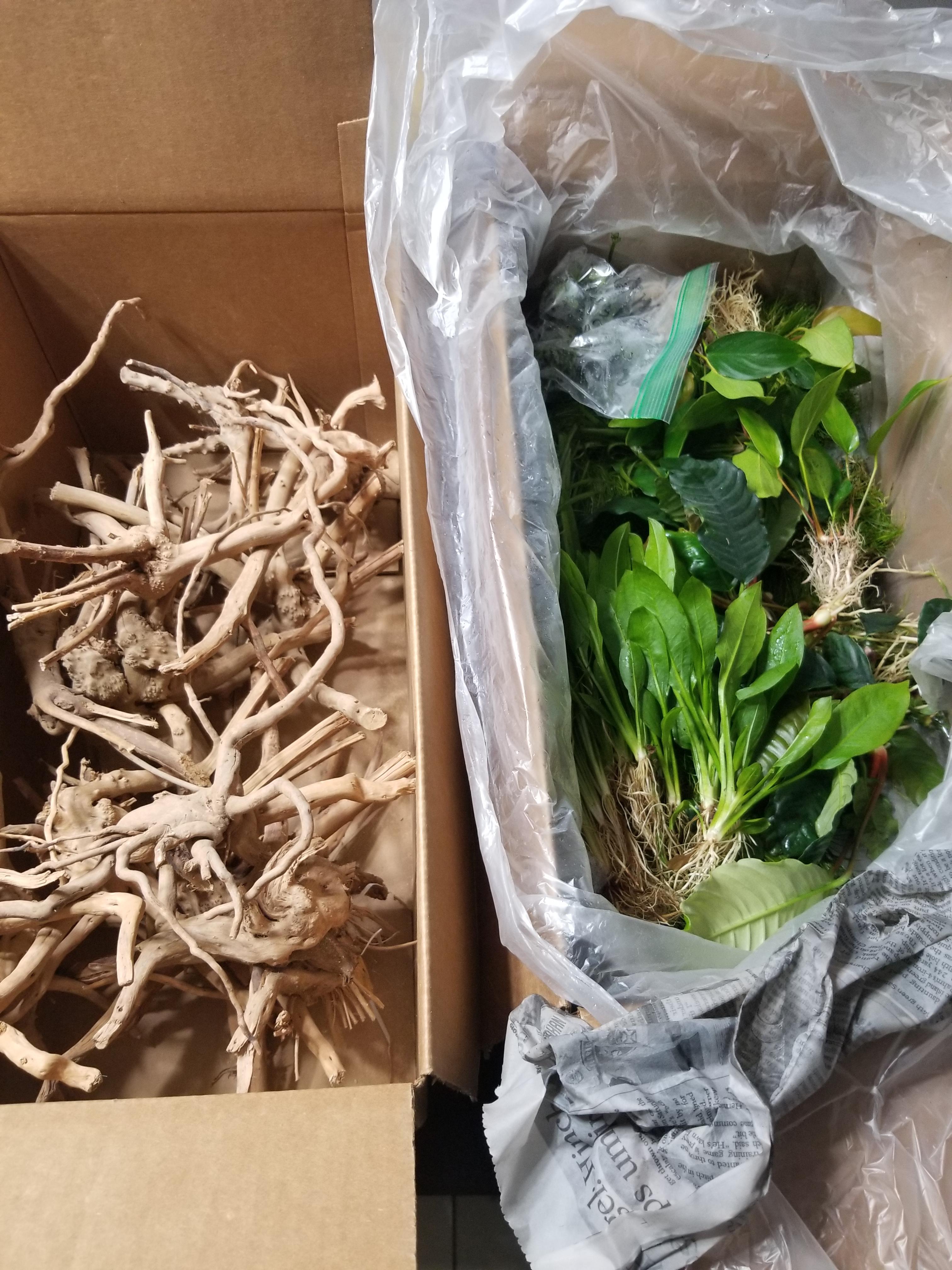 [FS] Miami, FL 1+ Lots of plants and driftwoods just came in