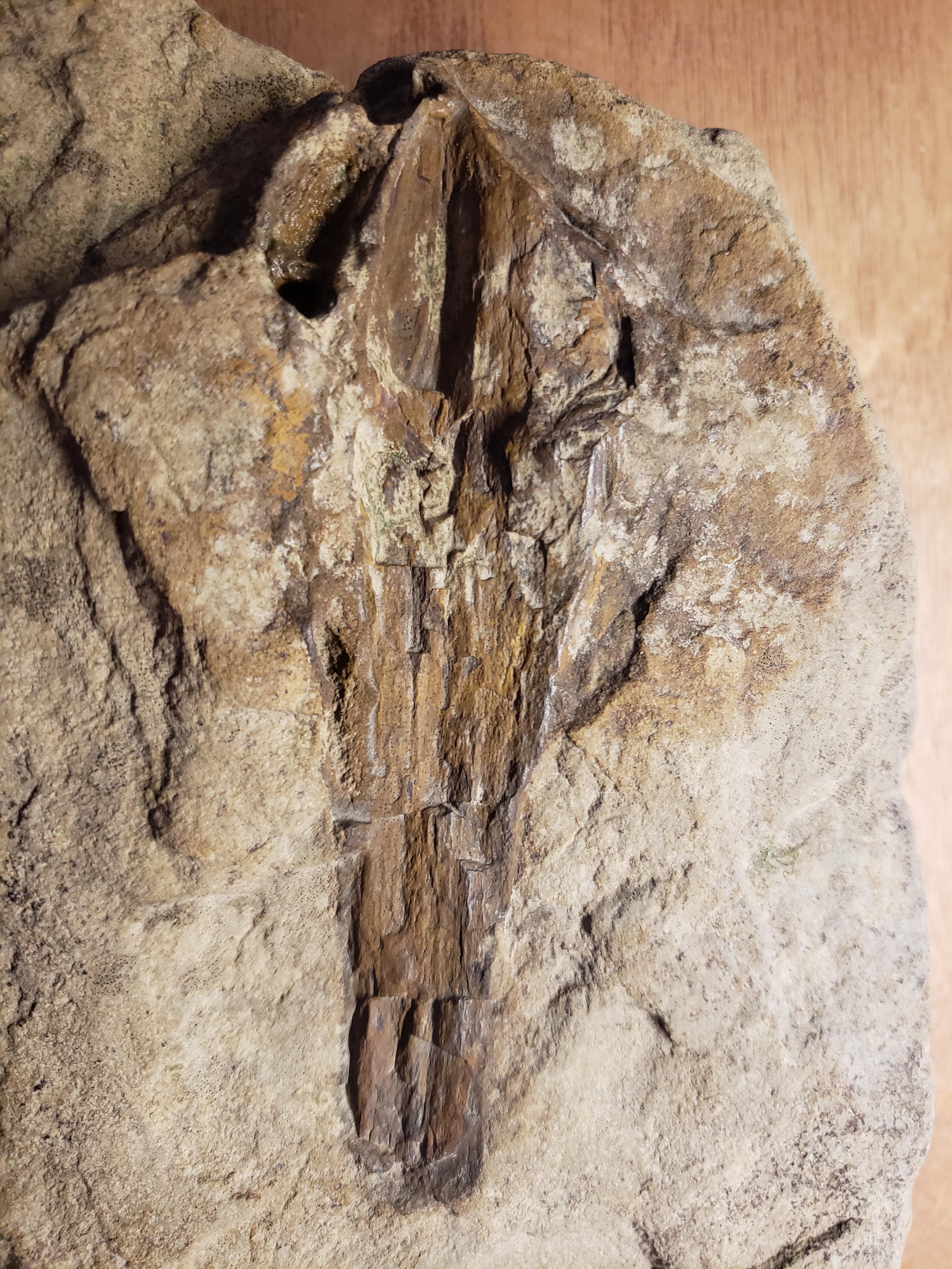 Fossils Found In Arkansas at Bret Hall blog