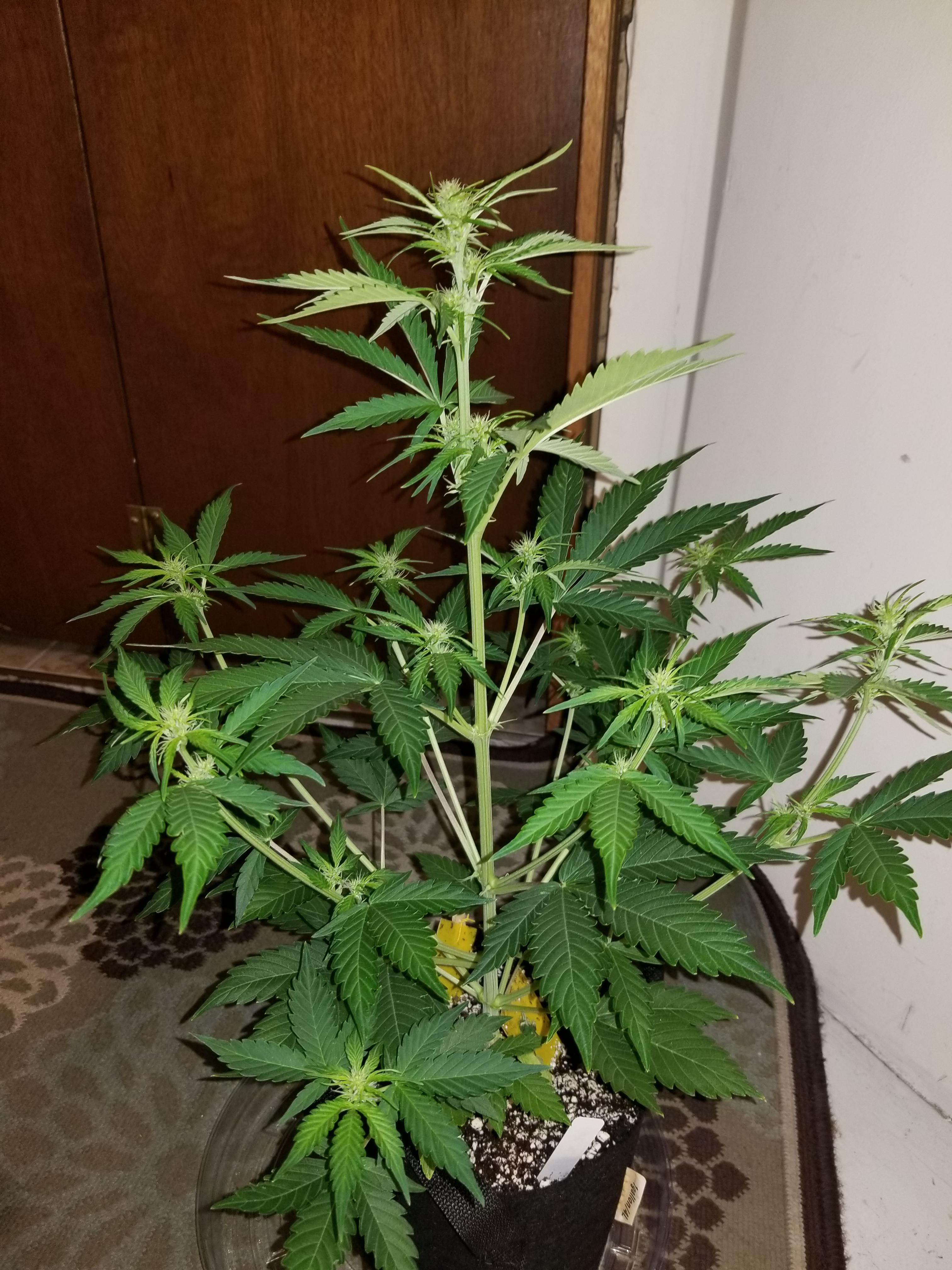 Northern Lights x BlueBerry auto under HLG135 3k fed megacrop in one