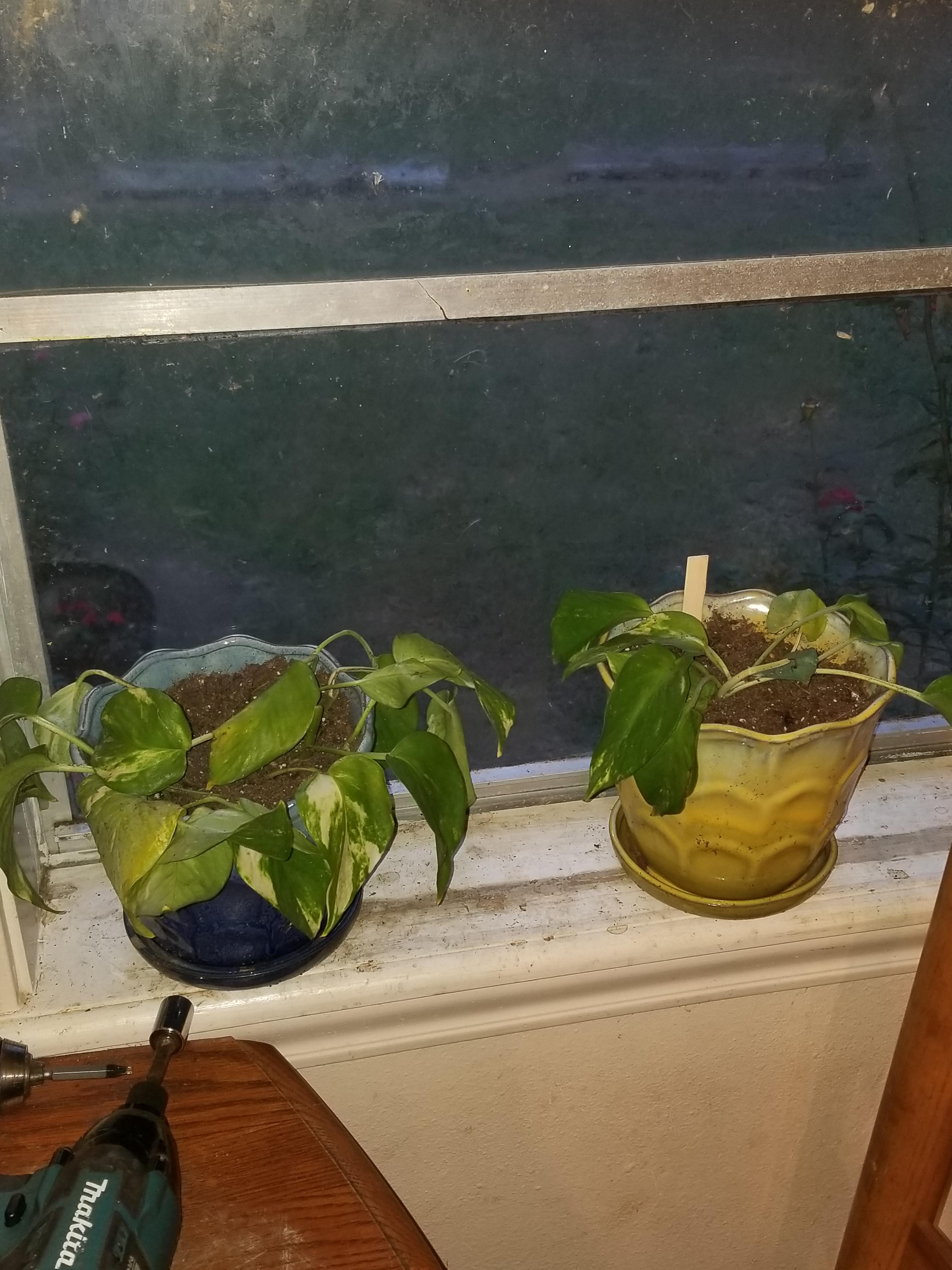 When do I need to water?? I just repotted last night because they were