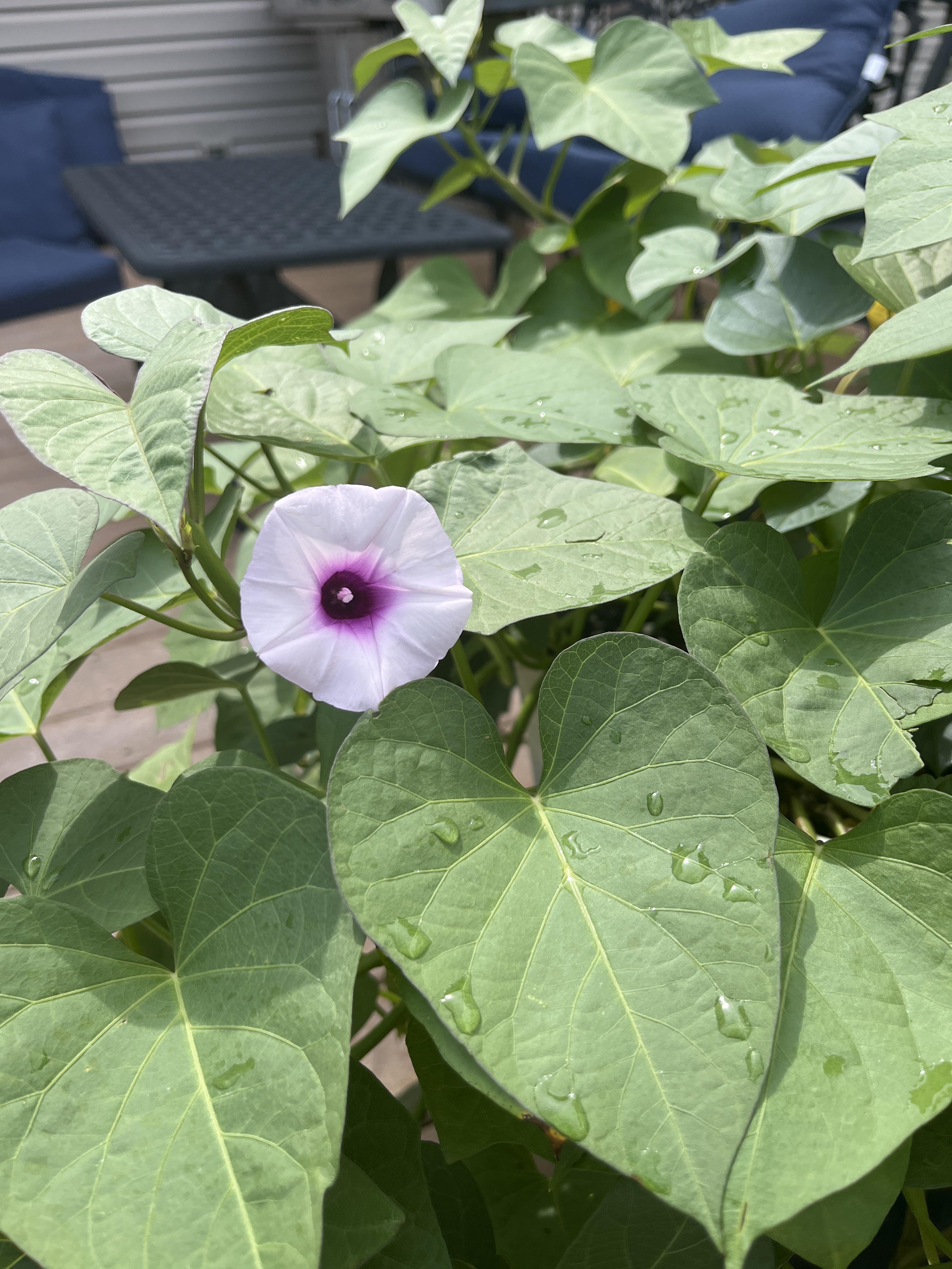 Purple Potato Plant Update! Thank you to everyone who has advised me