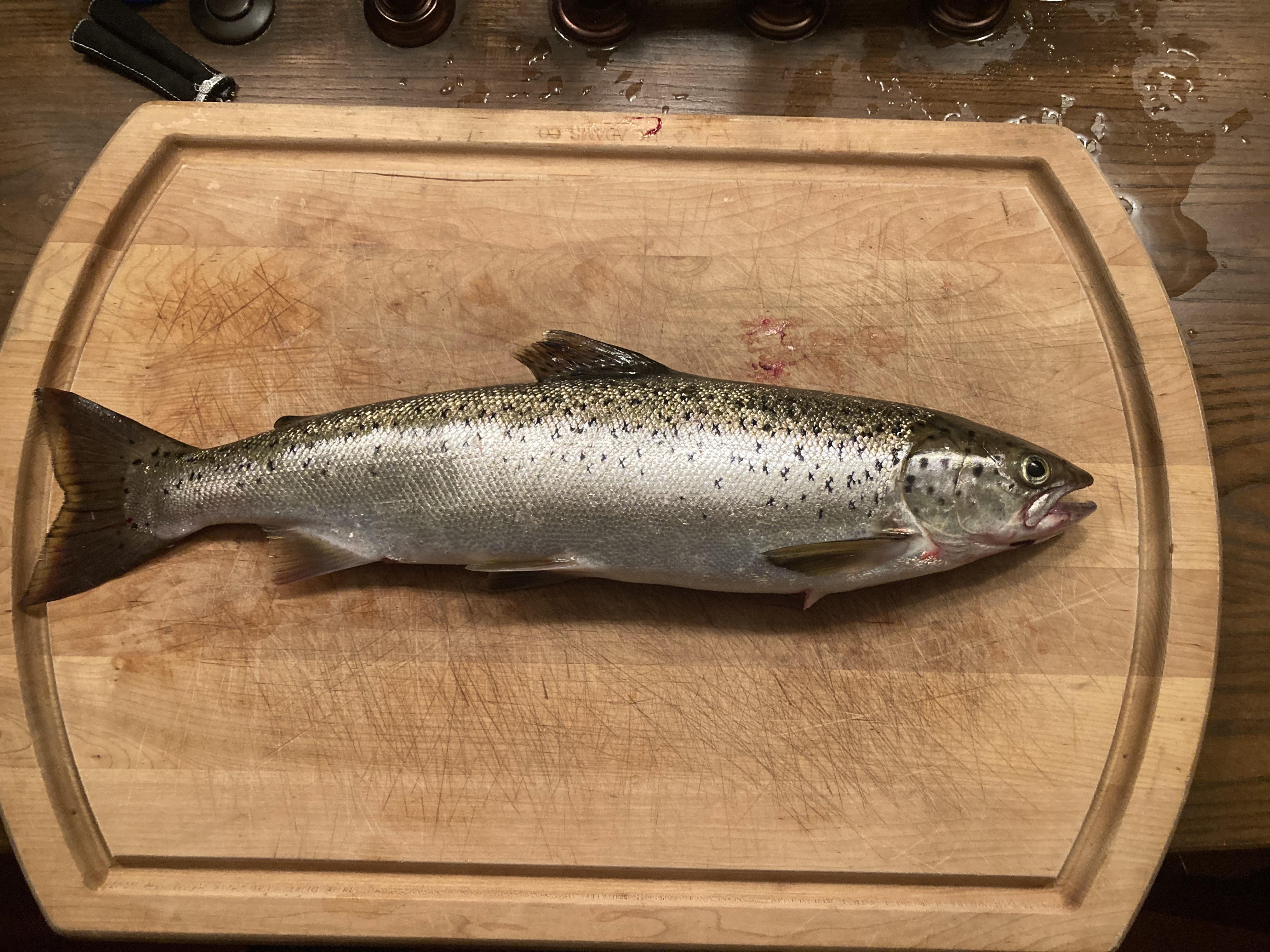 Fish of a lifetime! Landlocked Atlantic Salmon r/Fishing