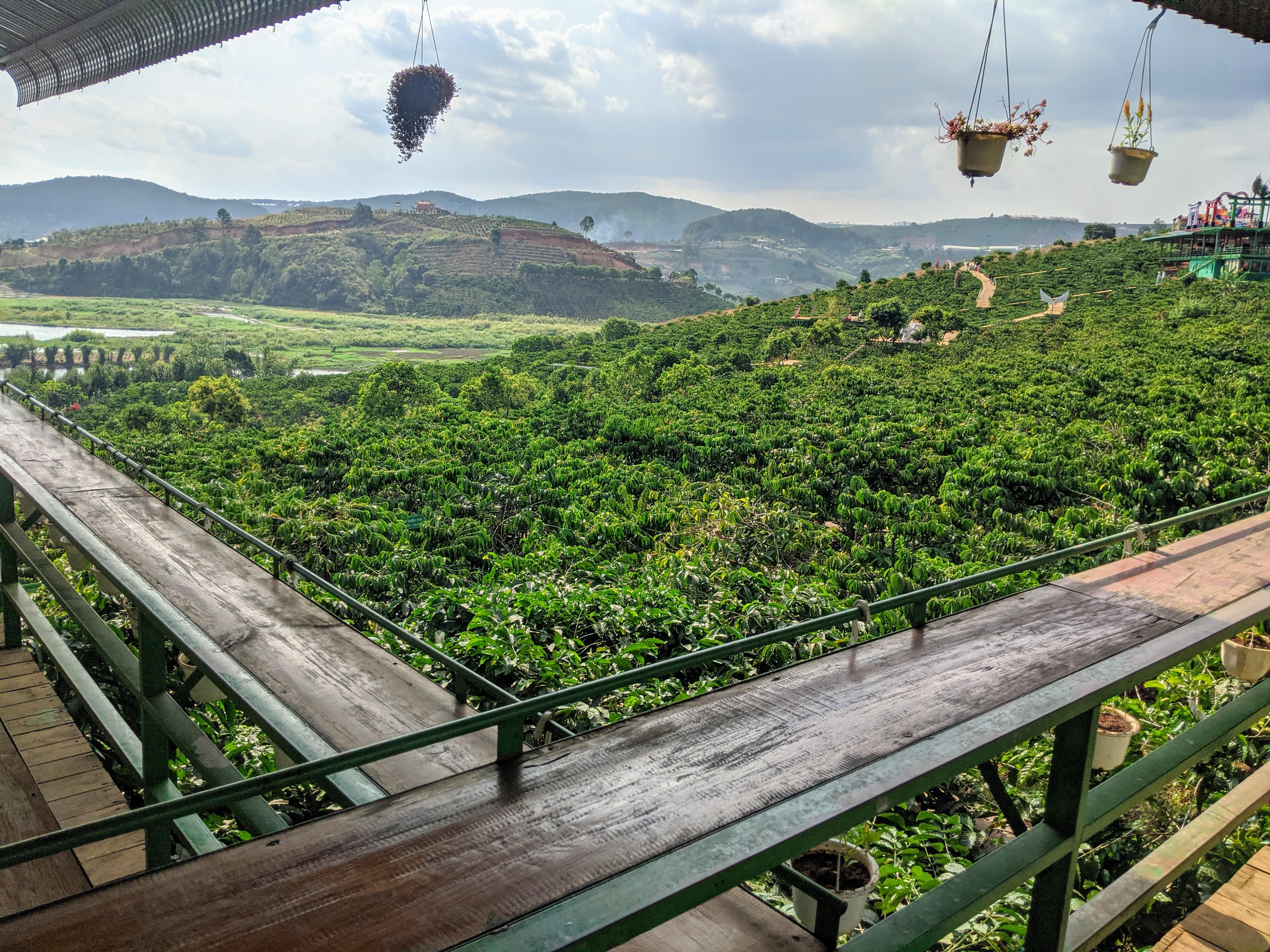 Coffee plantation in Dalat, Vietnam! r/Outdoors