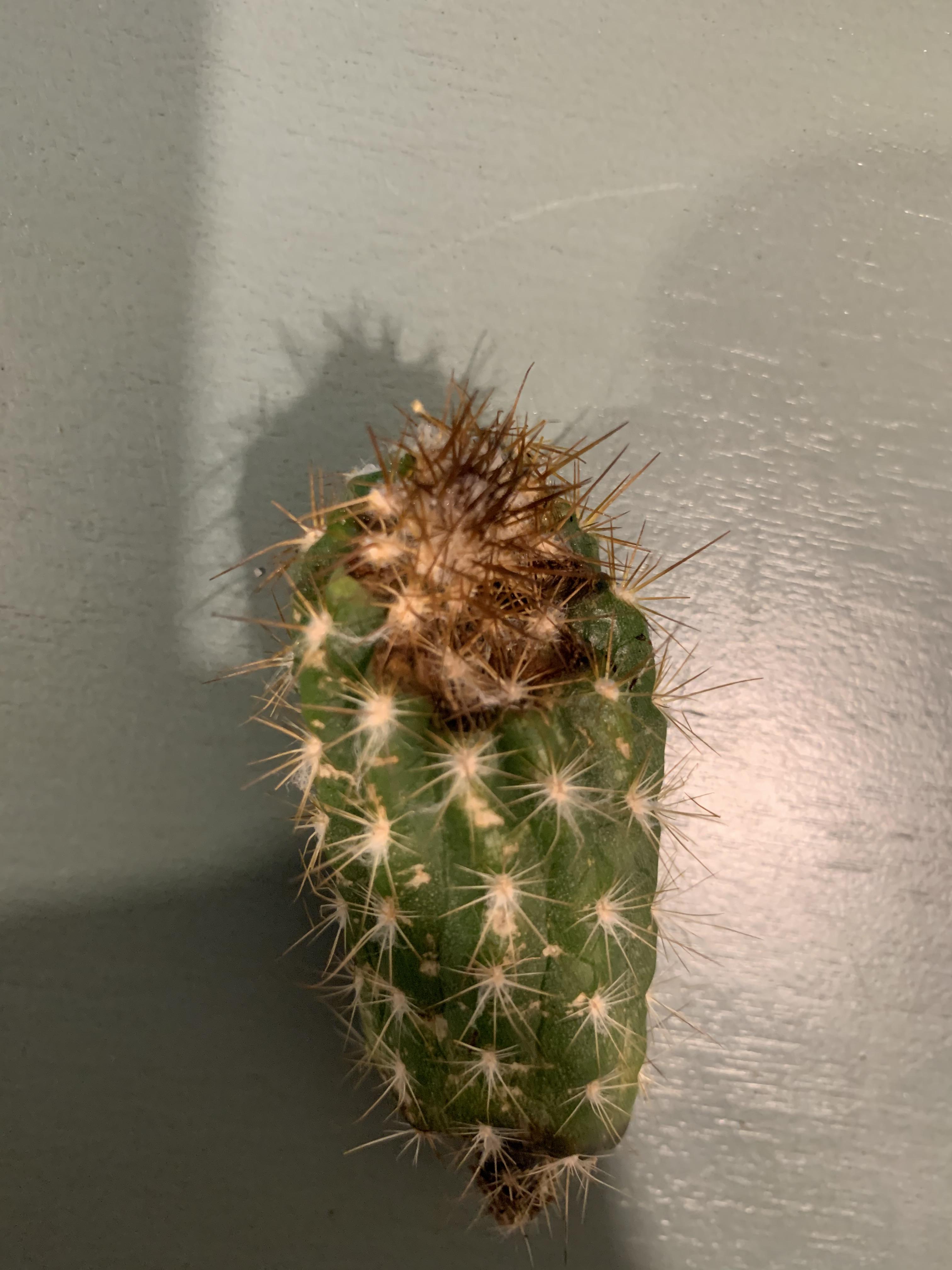 Need help! This cactus was given to me and I’m hoping to revive it. Any