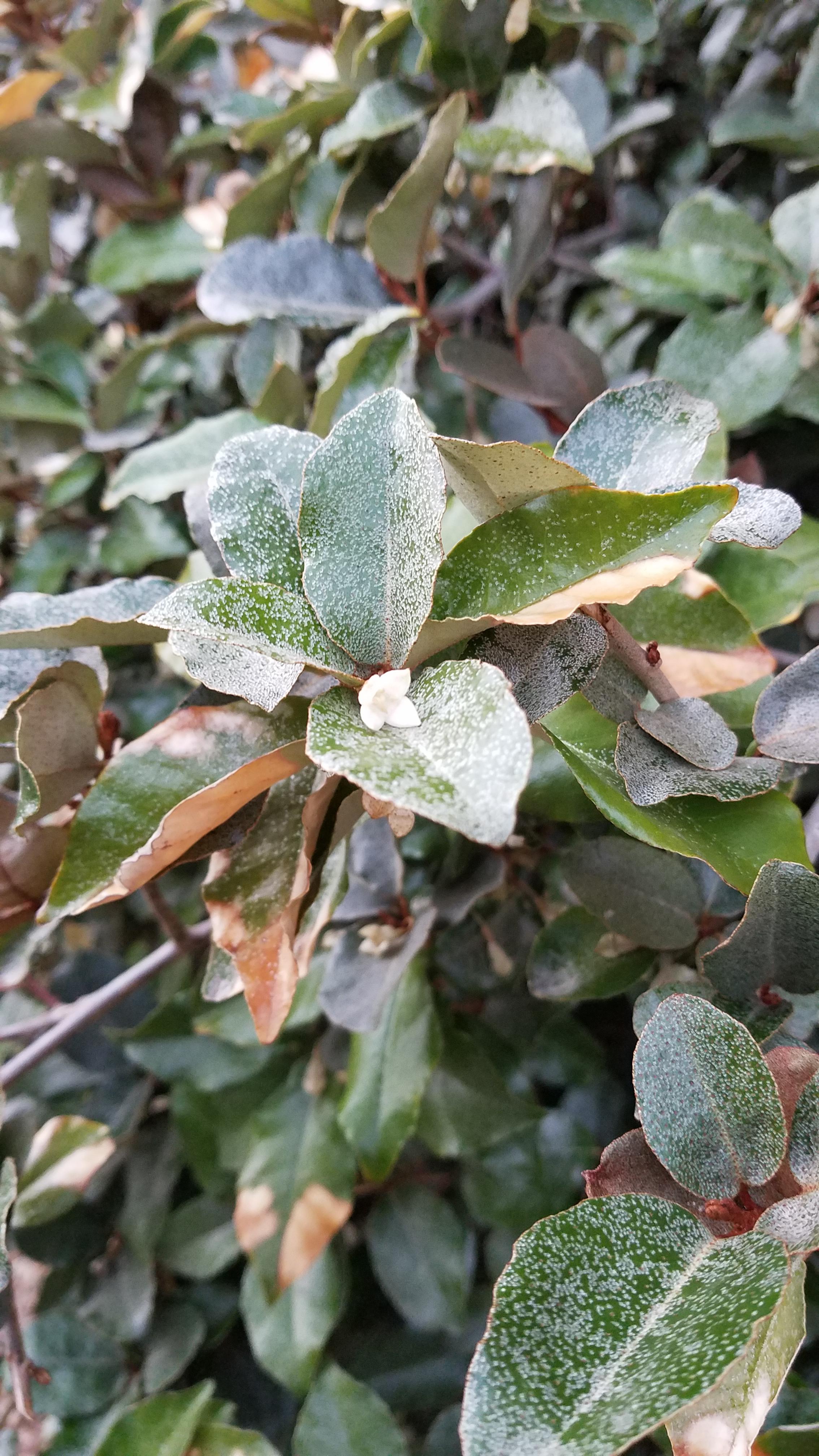 Las Vegas, zone 8b. Small, white, fragrant flowers smell like jasmine