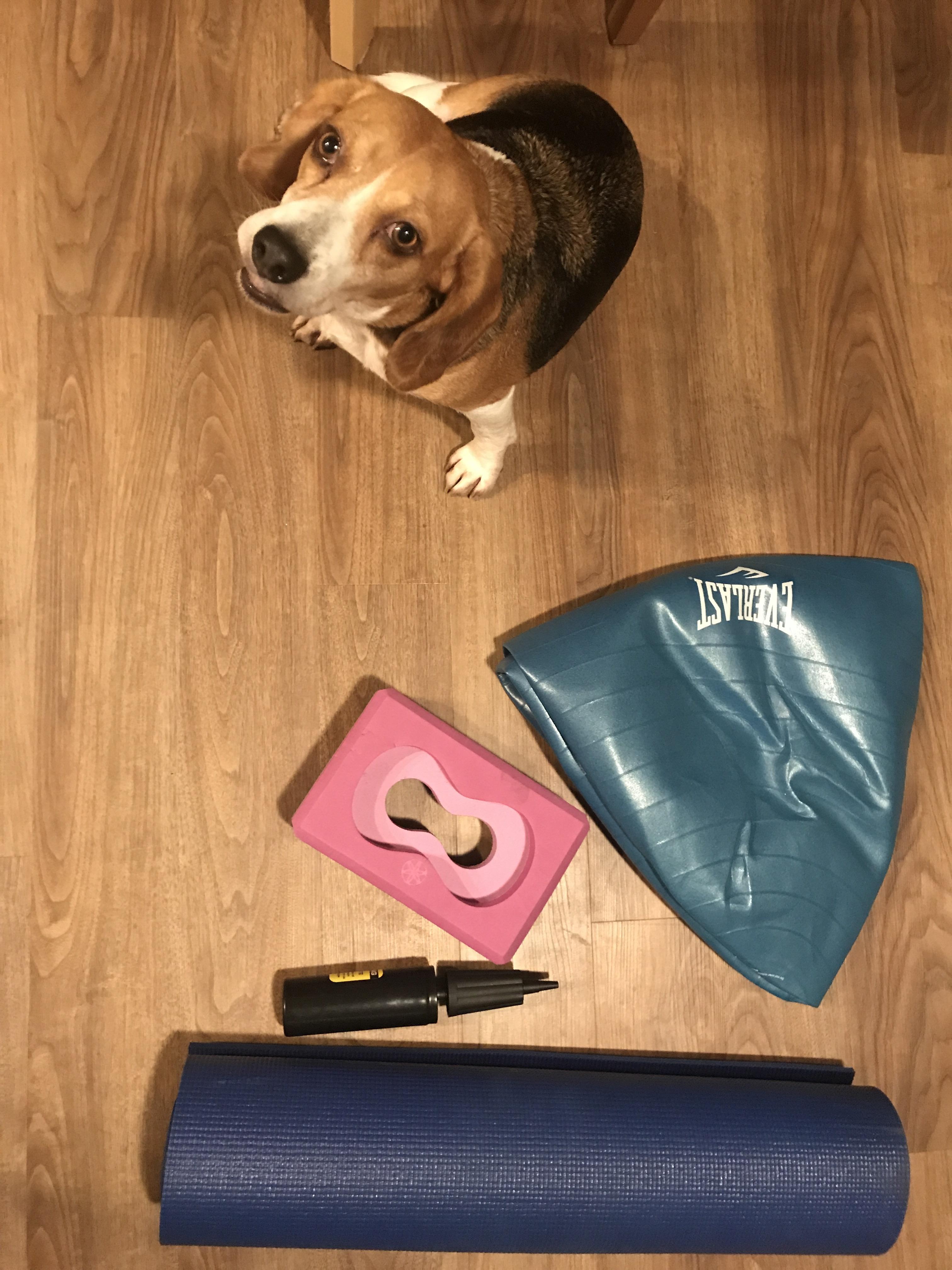 Apartment dive finds! Beagle not included. r/DumpsterDiving