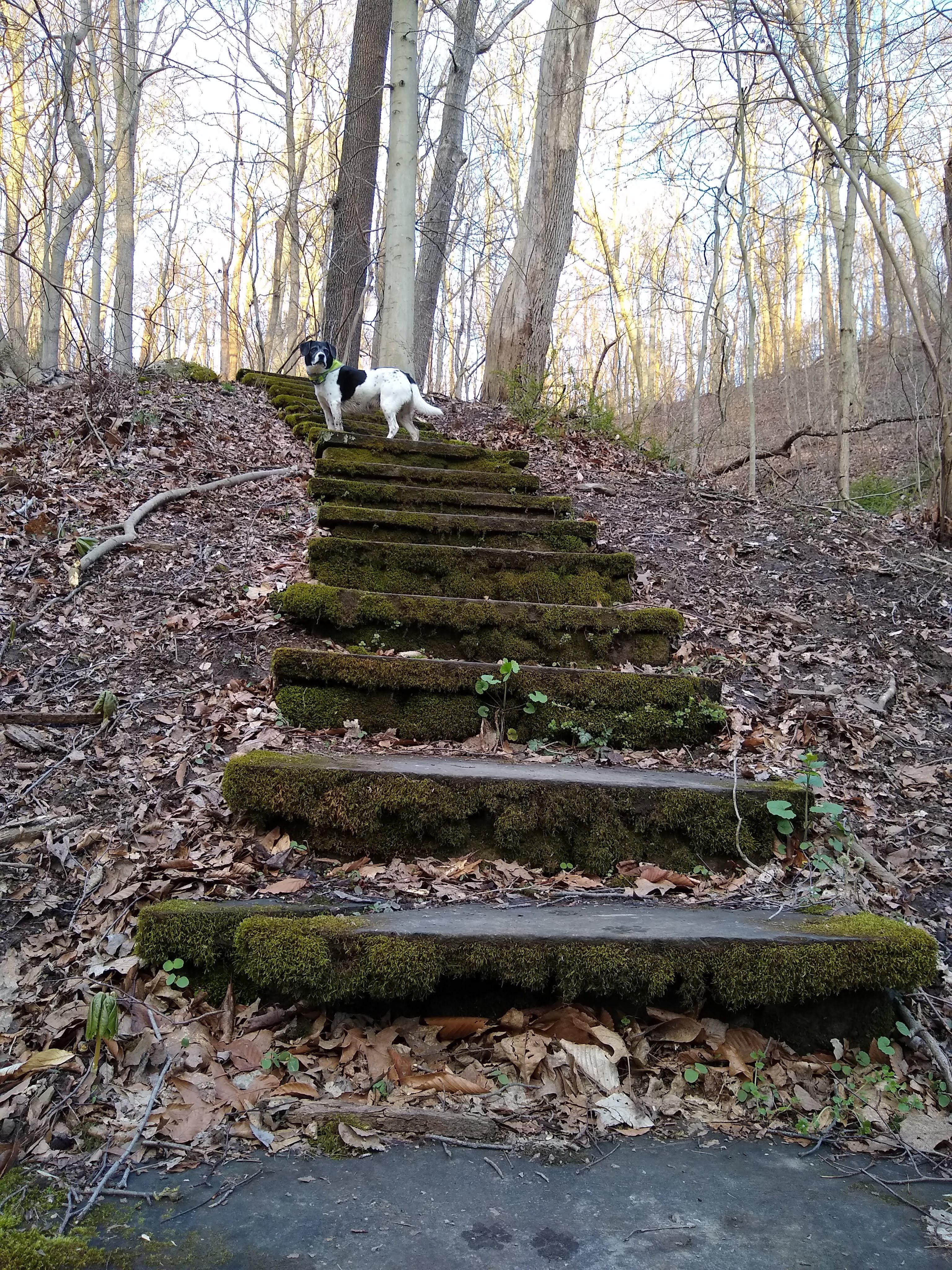 Even the woods have random stairs going nowhere... Sewickley Heights