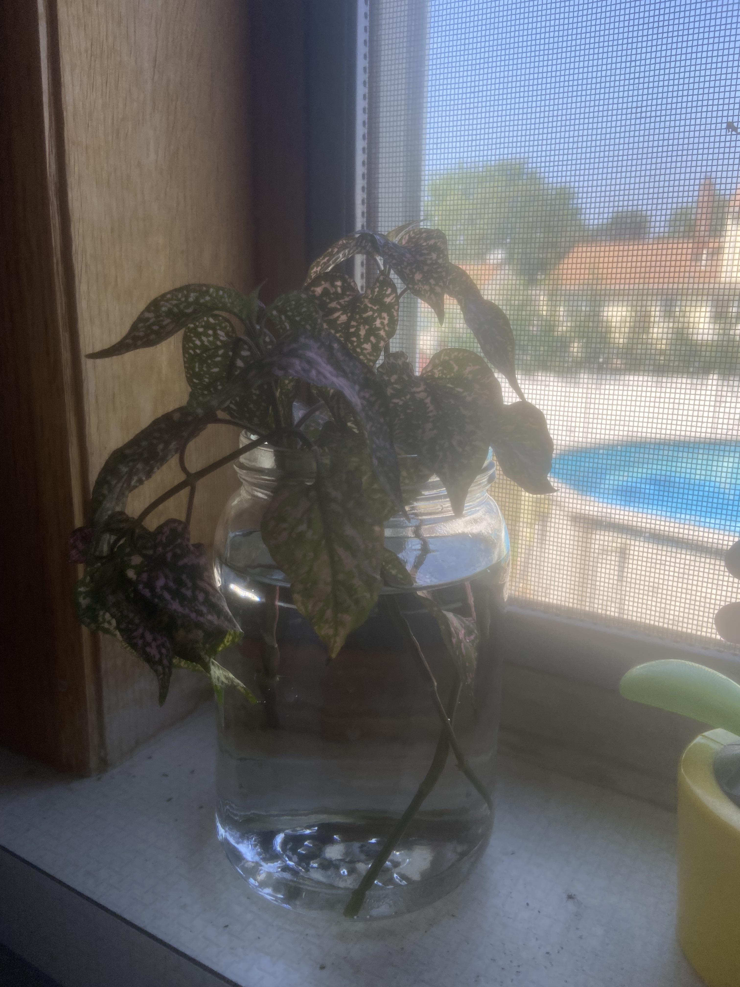 What’s wrong with my polka dot plant cuttings? Why are they wilting