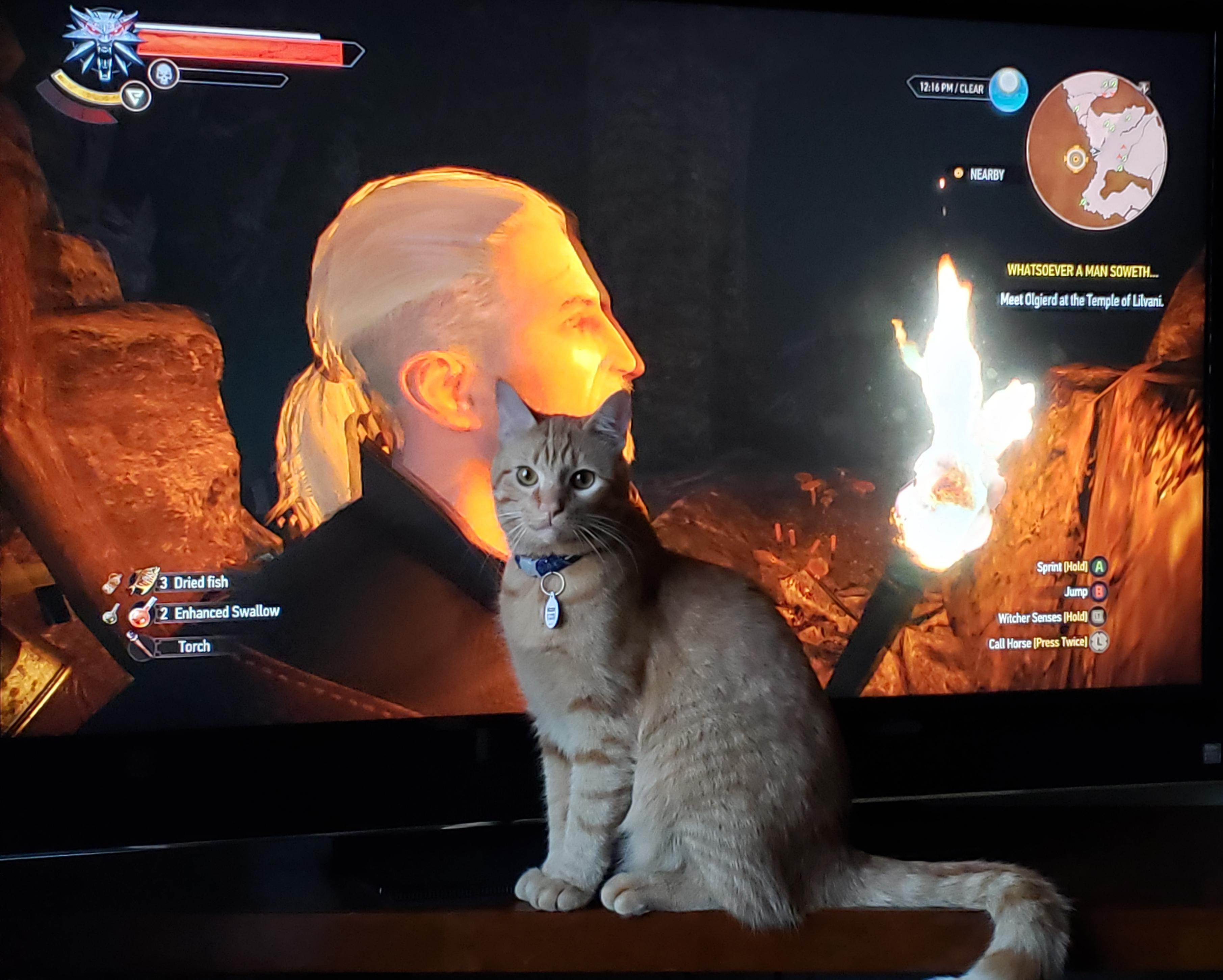 School of the Cat r/witcher