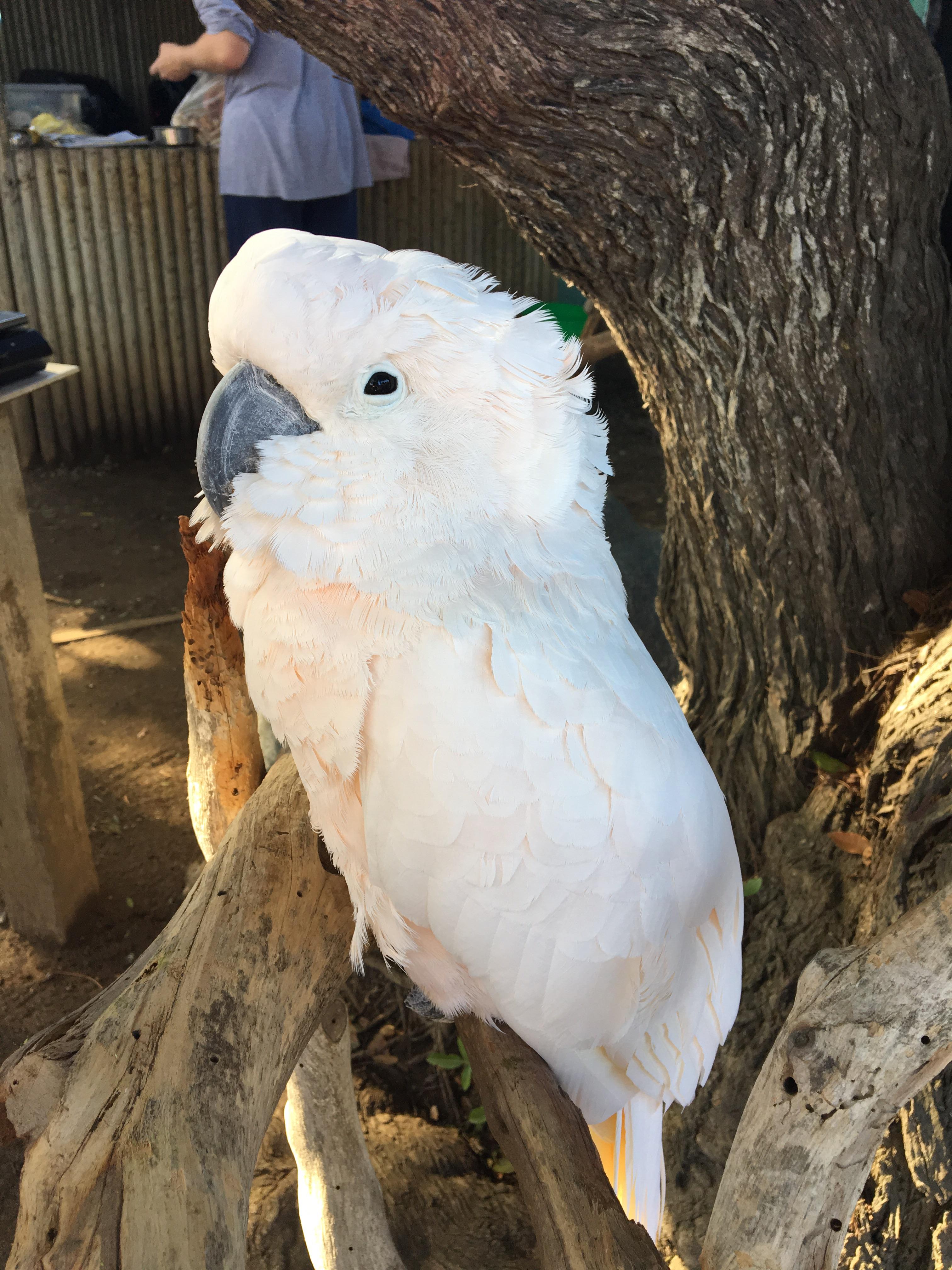 This beautiful cockatoo I saw at a rescue facility in San Diego r/aww