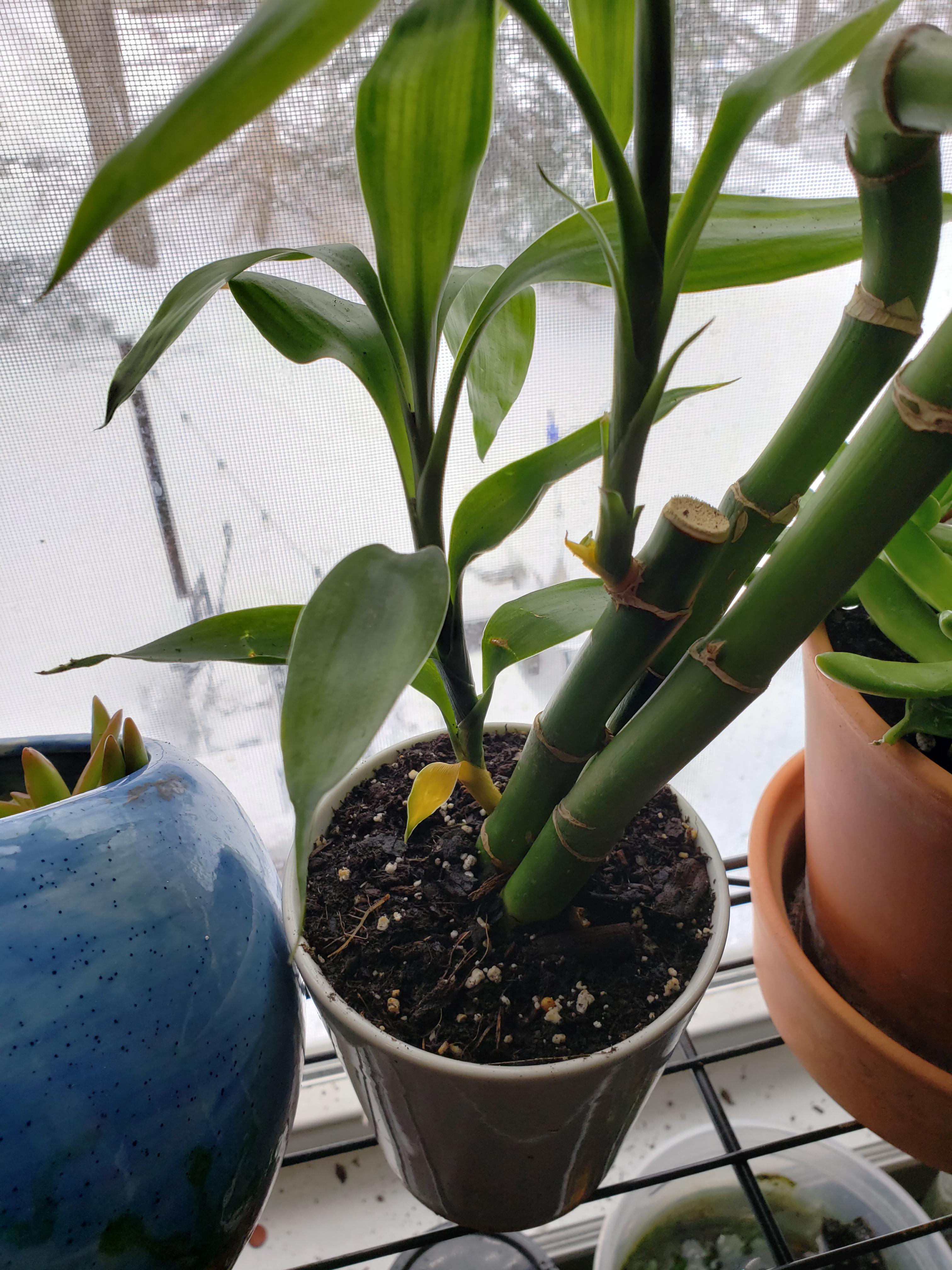 Lucky bamboo yellowing r/houseplants