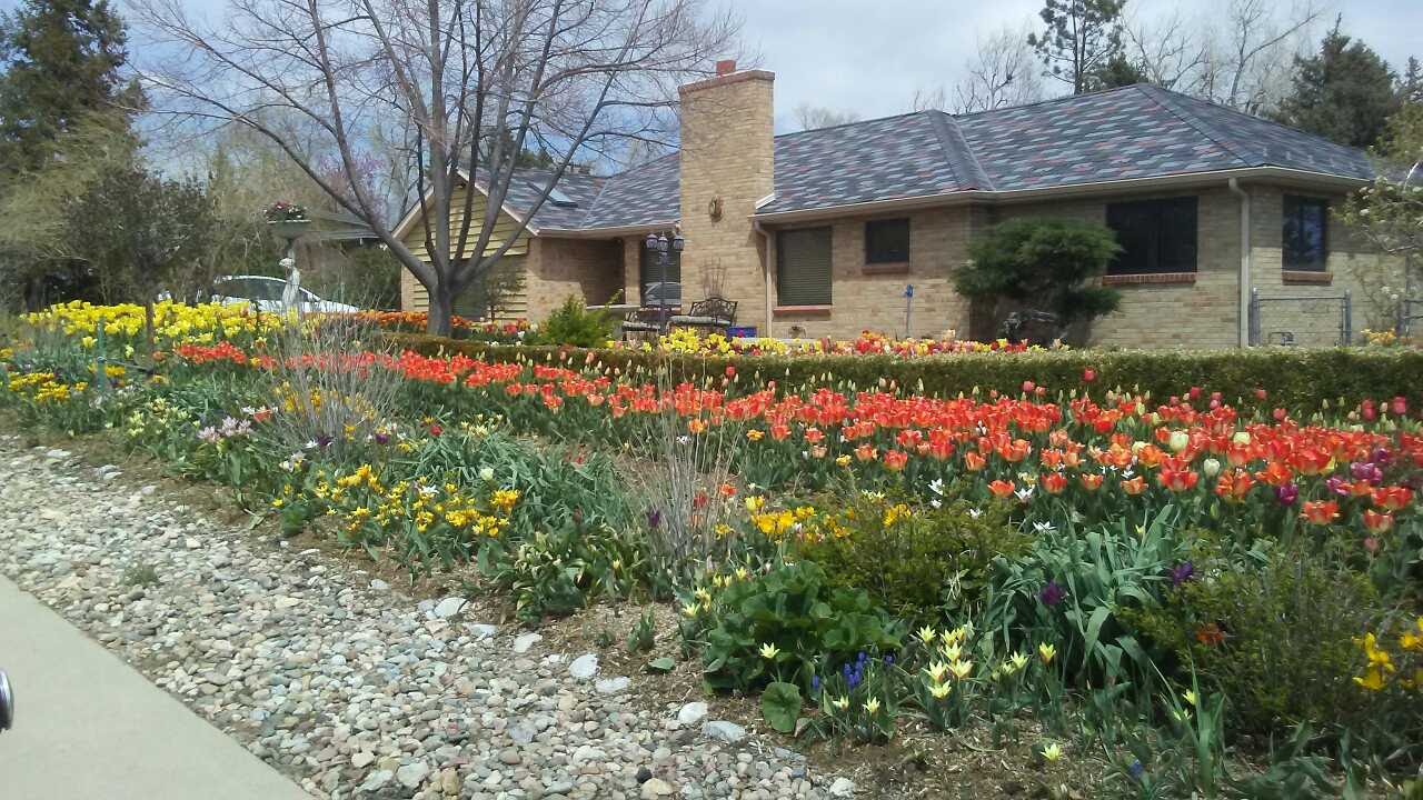 Part of the front yard of a house in Lakewood, CO on a beautiful spring