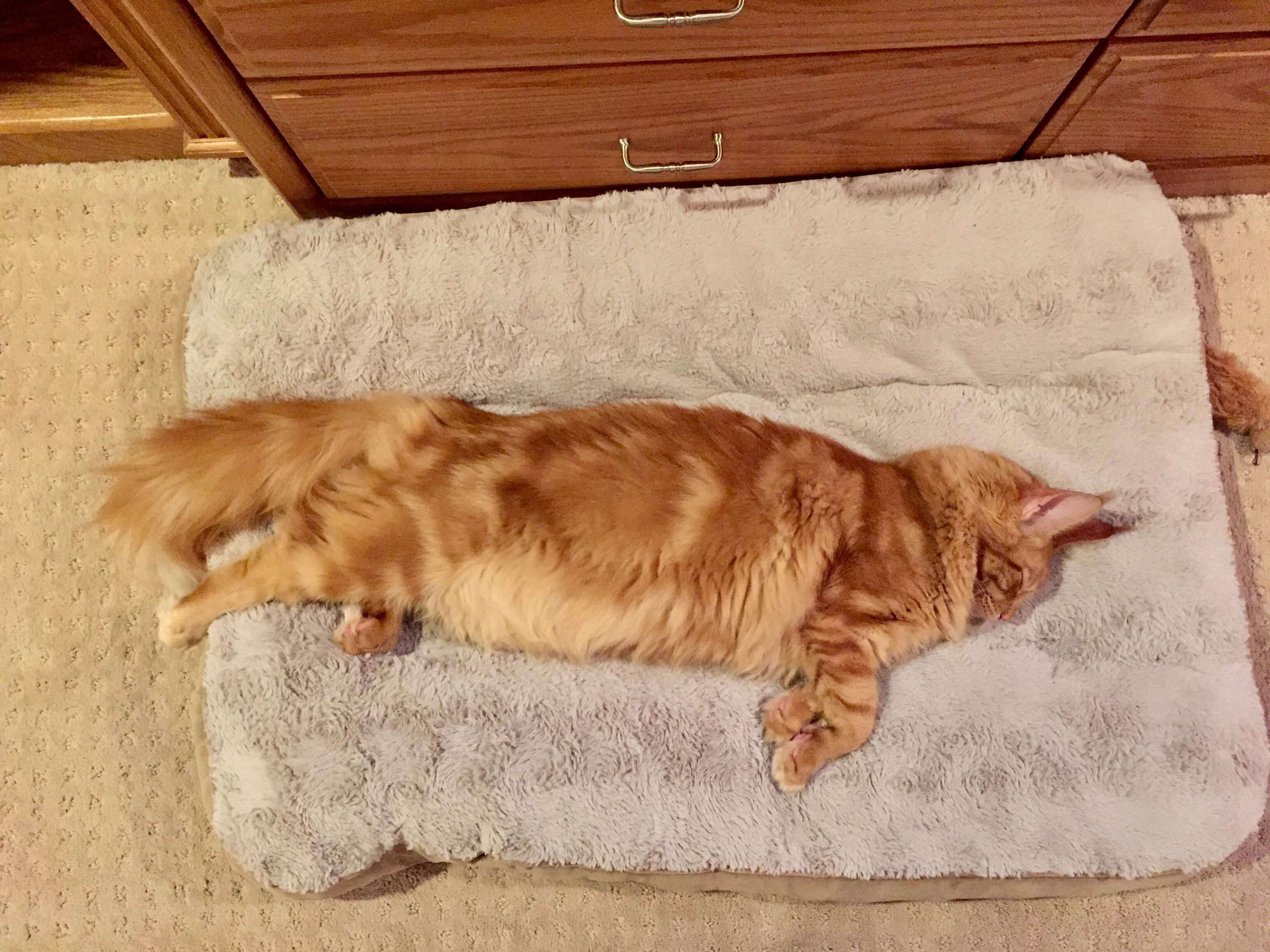 My moms Maine coon listen in a large dog bed r/cats