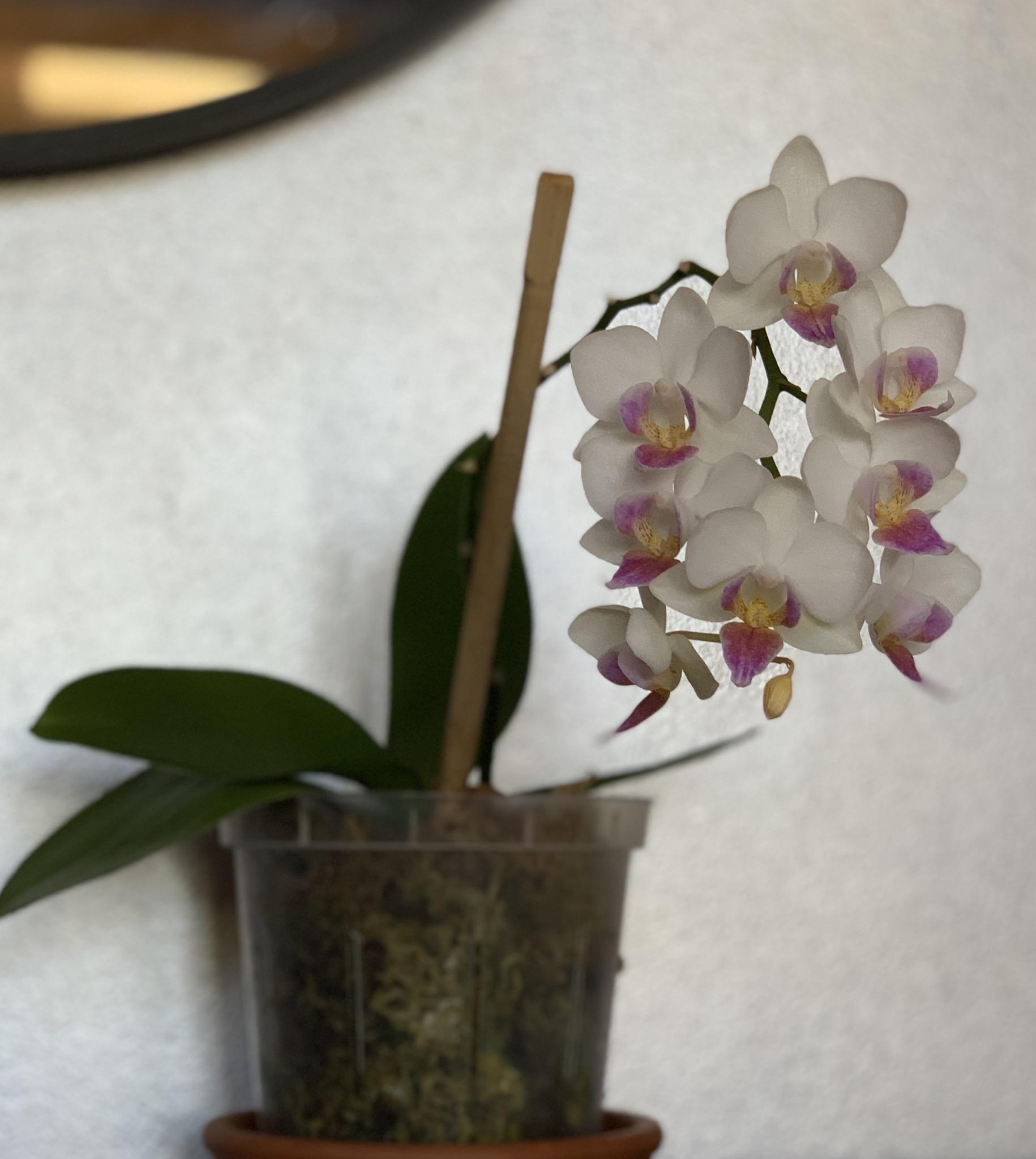 She’s been blooming since September! I hope the flowers never stop