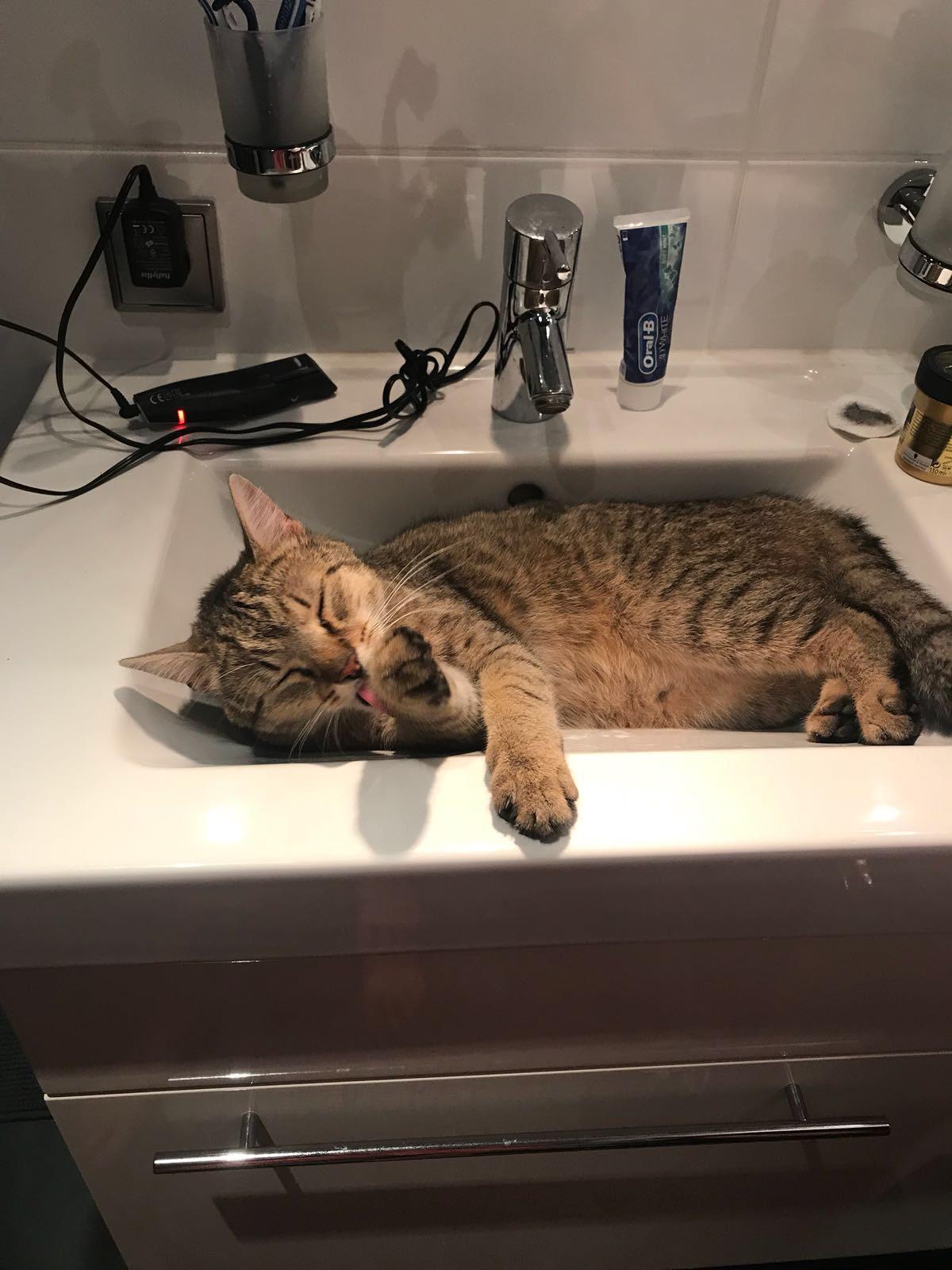 This is my cat and he likes to clean himself while laying in the