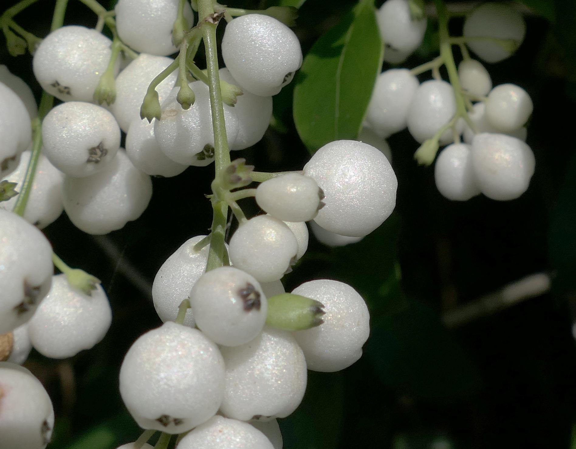 White berries close up r/pics