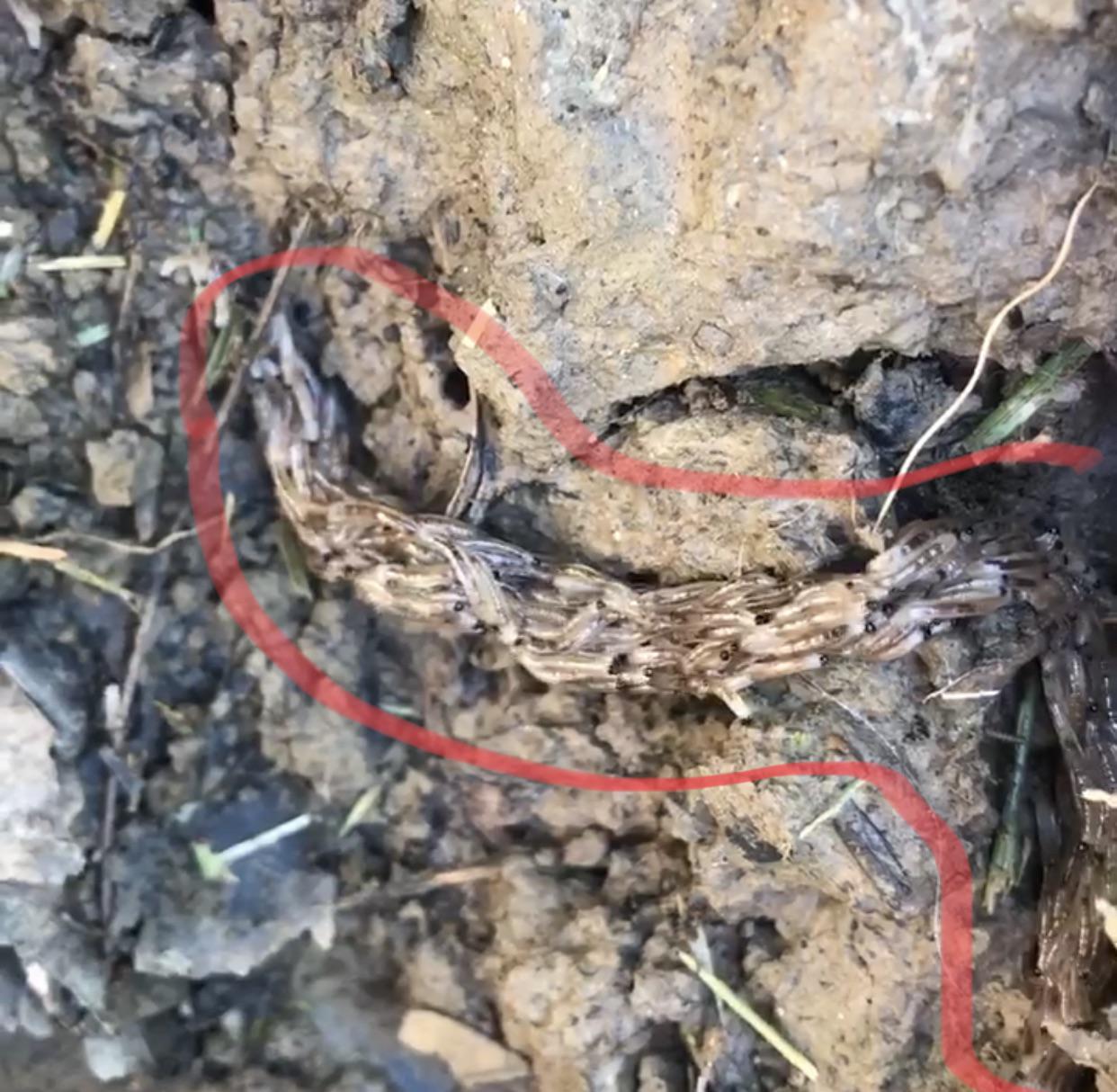 Albums 95+ Pictures Pictures Of Rope Worms Completed