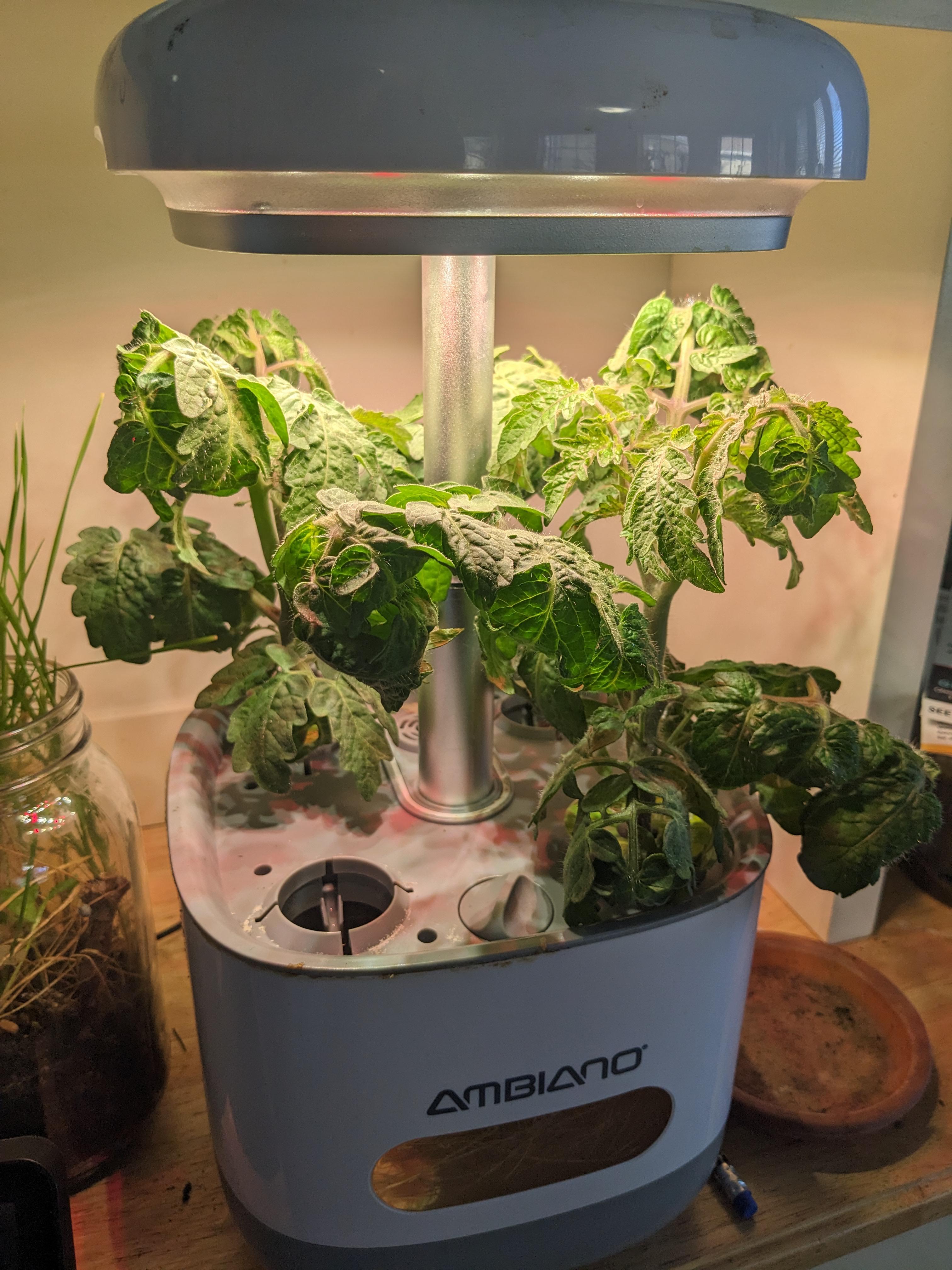 5 weeks ! (in my fake aerogarden) r/aerogarden