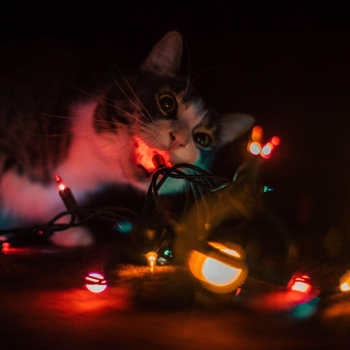 My cat trying to eat the christmas lights r/aww