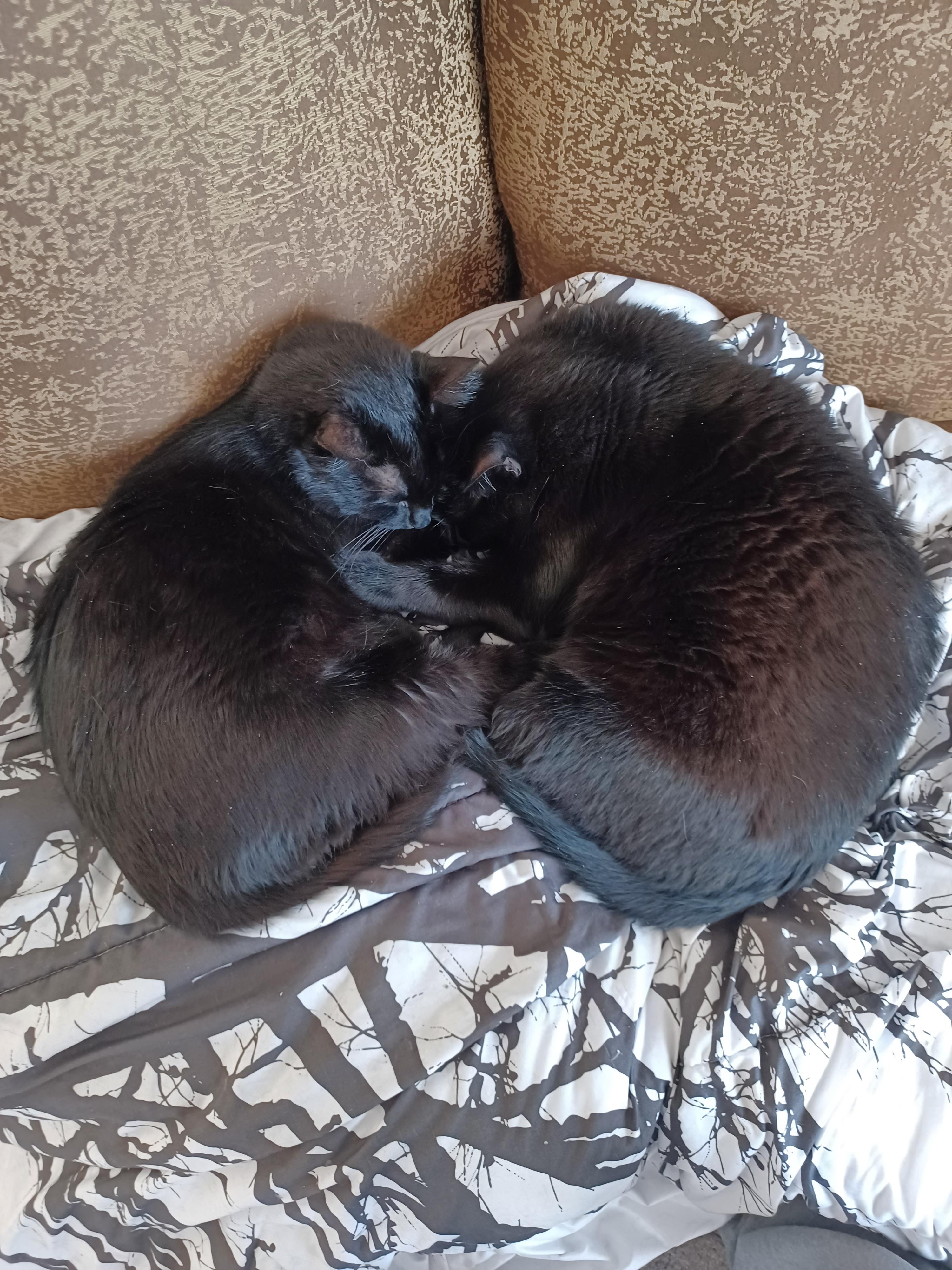 Gay Cats r/cats