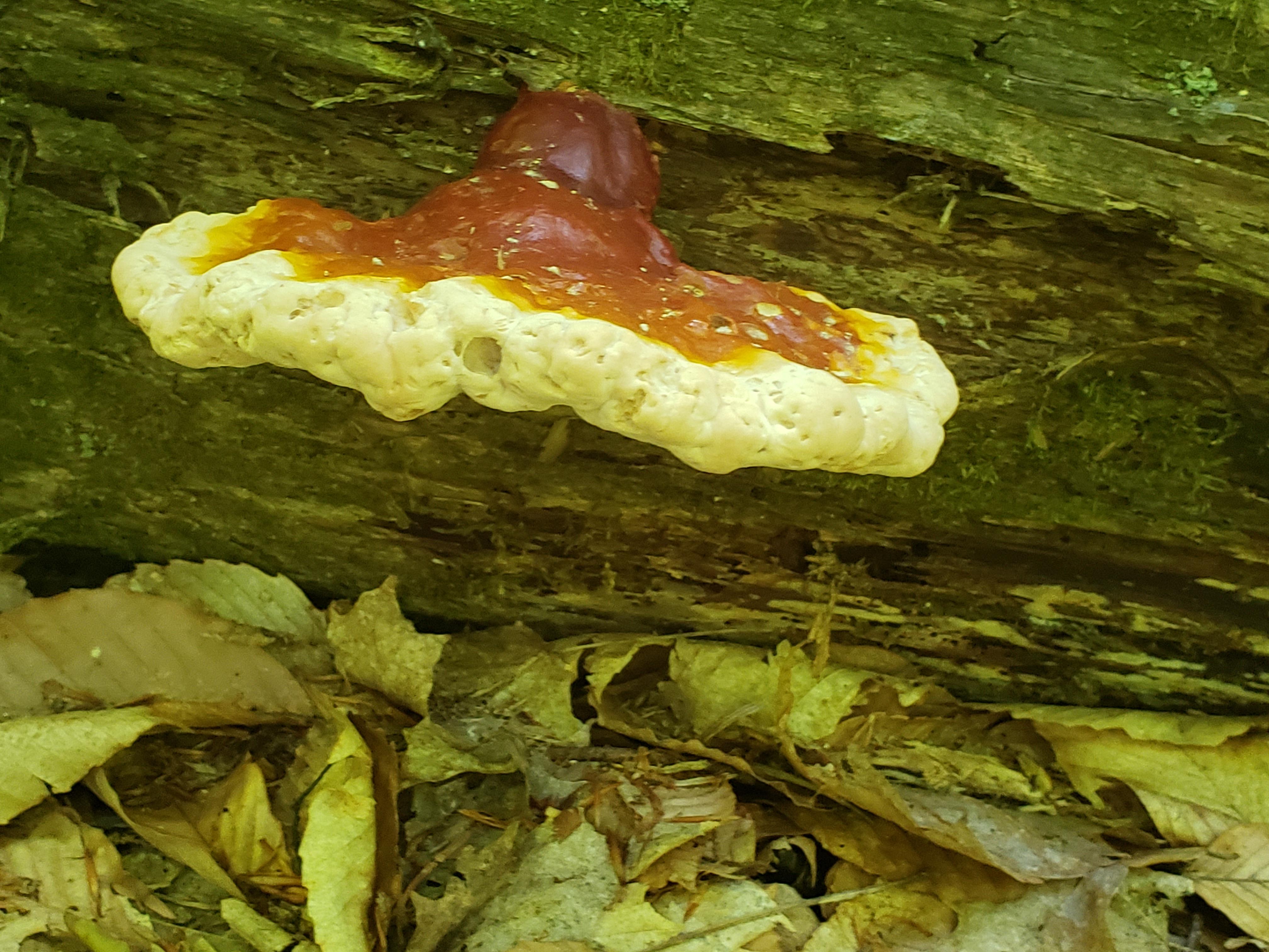 Ohio mushroom. What kind? MushroomPorn