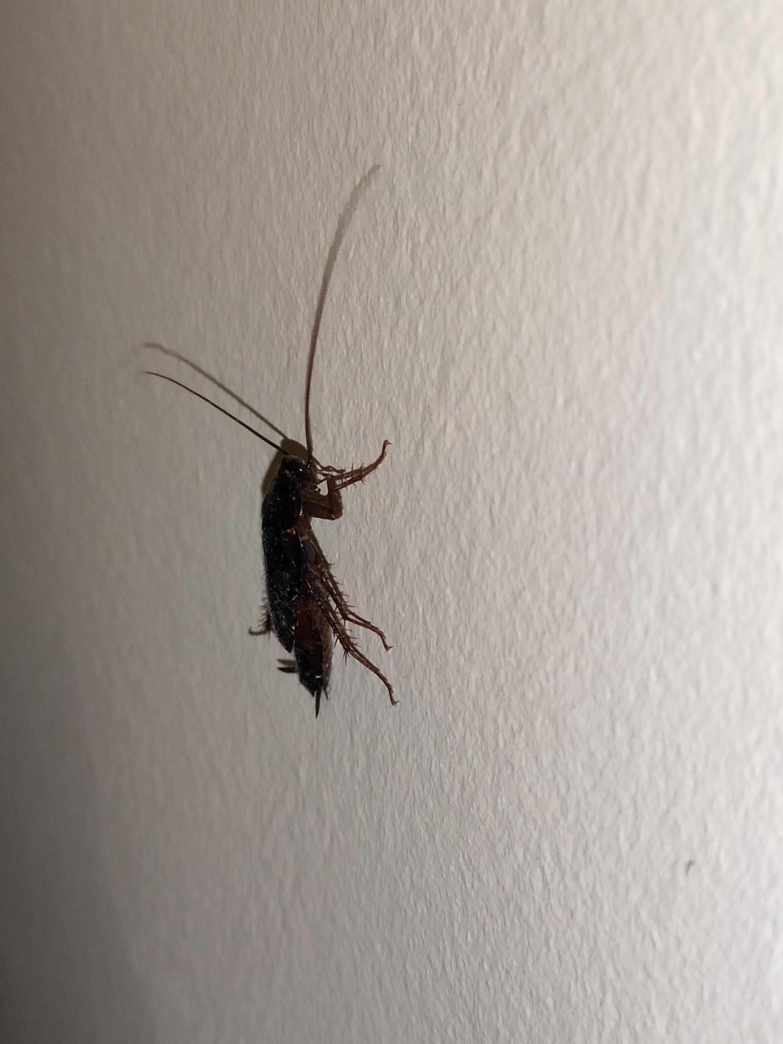 I have found this fast bug in my room suddenly. Location is south