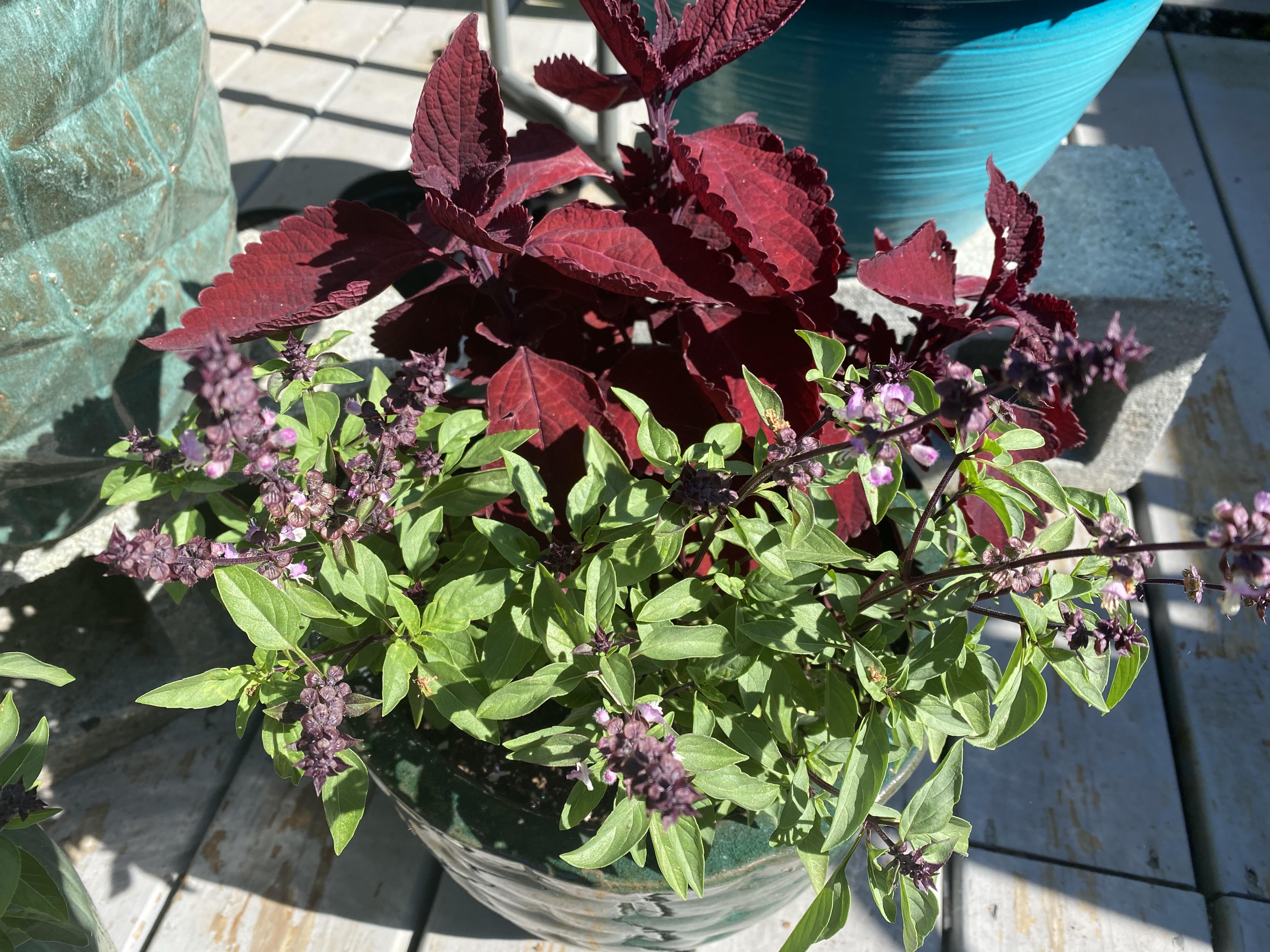 Cinnamon basil. Favorite! r/herbs