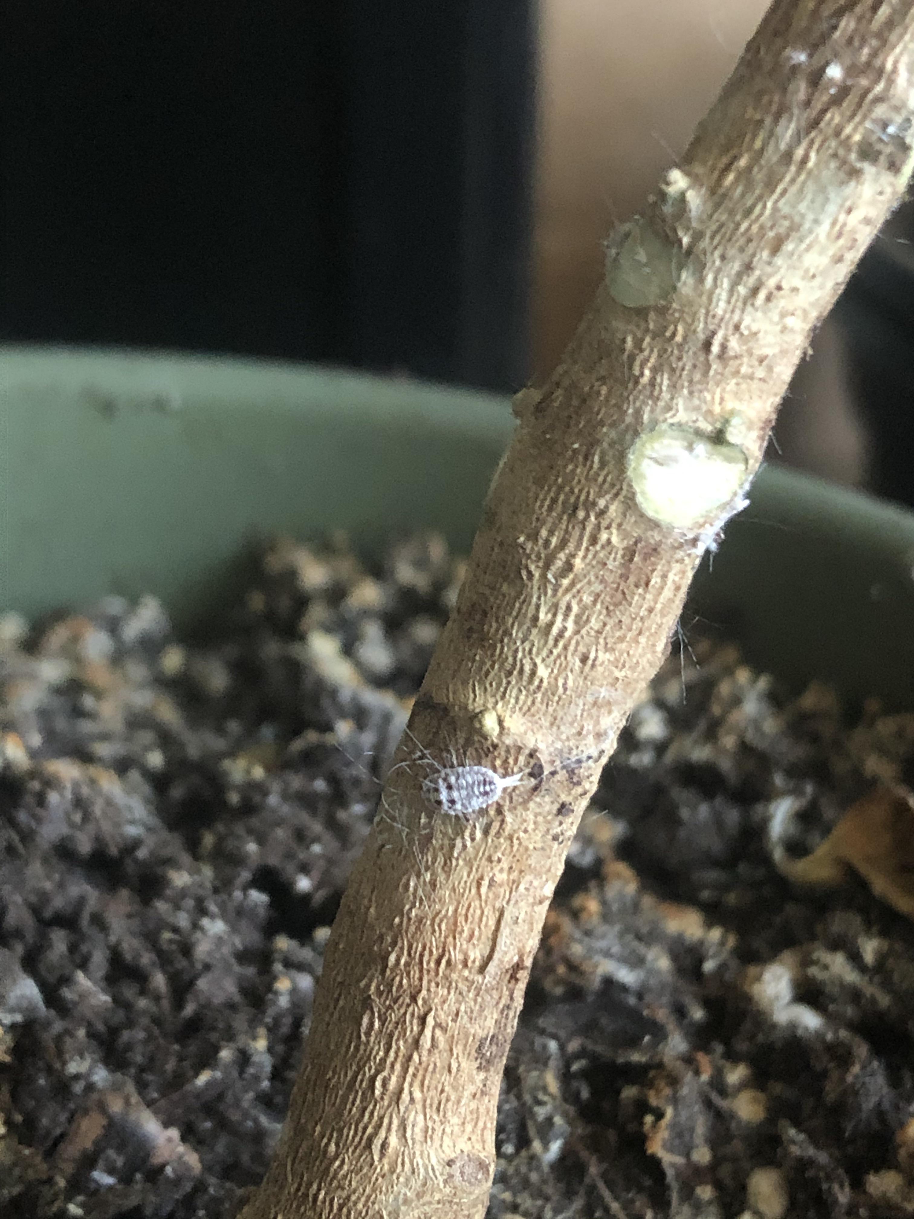 Buglooking thing with white fuzz on indoor croton plant? What is it